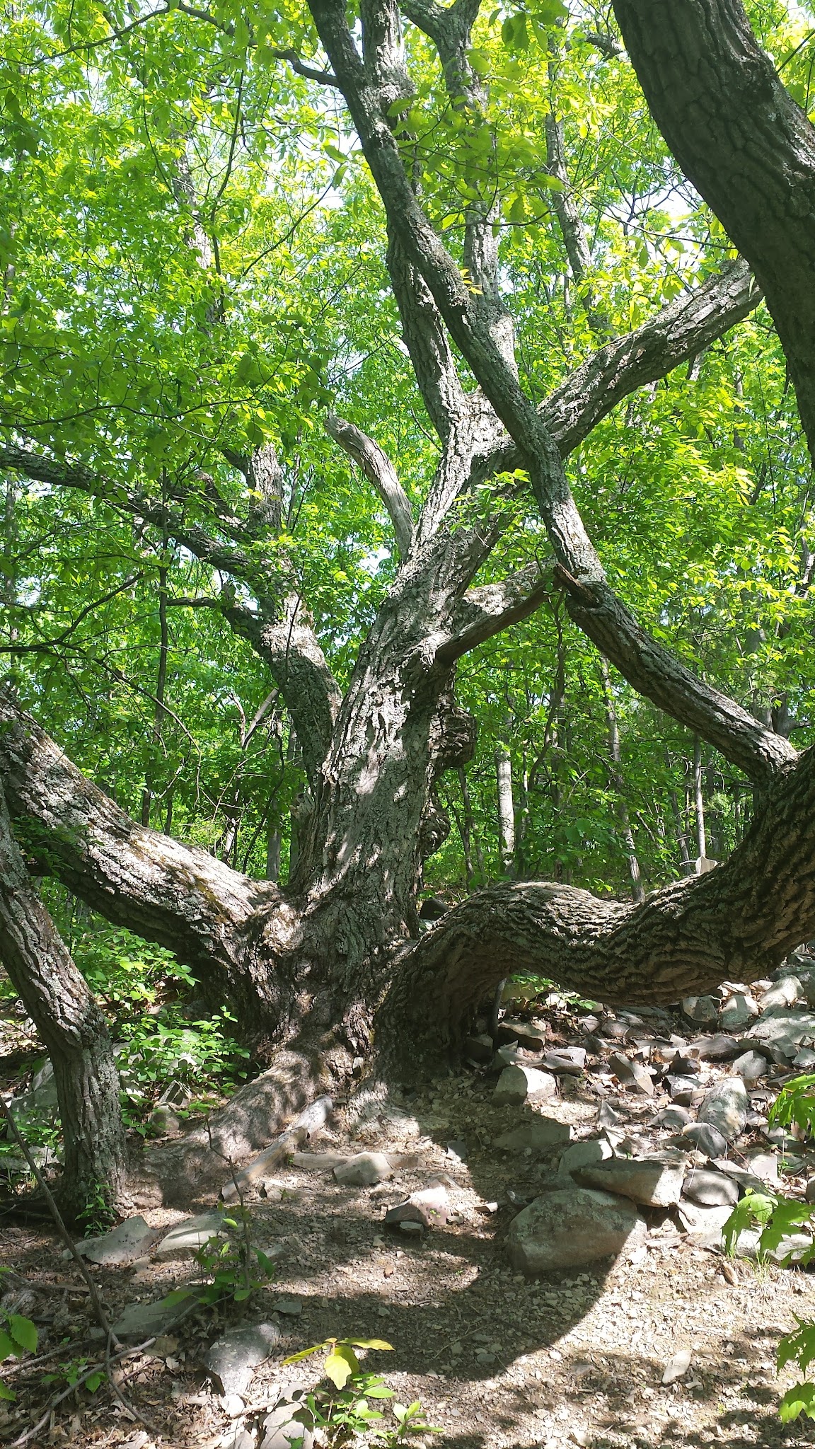 Bennett Hill Preserve - Feura Bush, NY