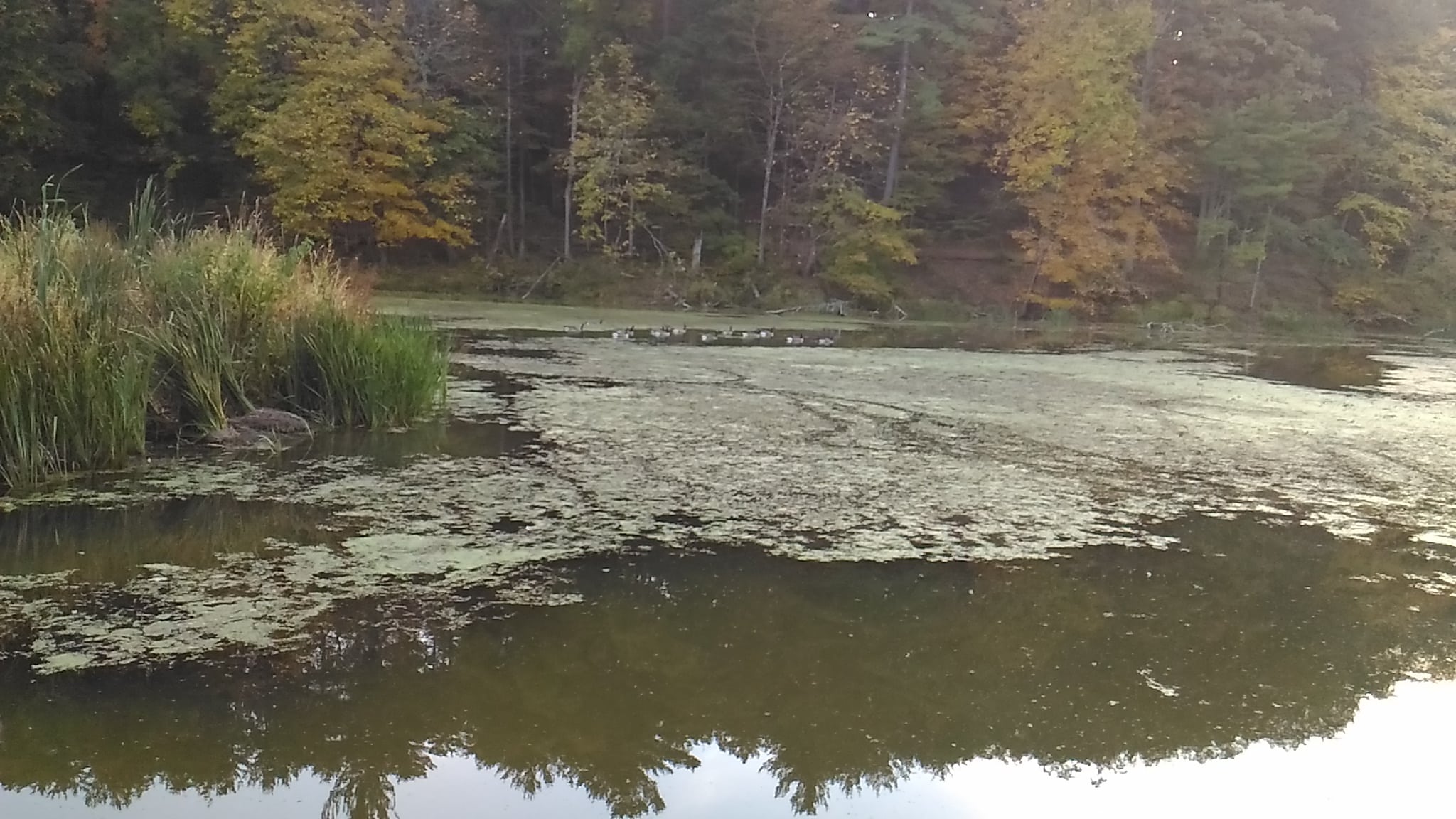 Feura Bush Town Park - Feura Bush, NY