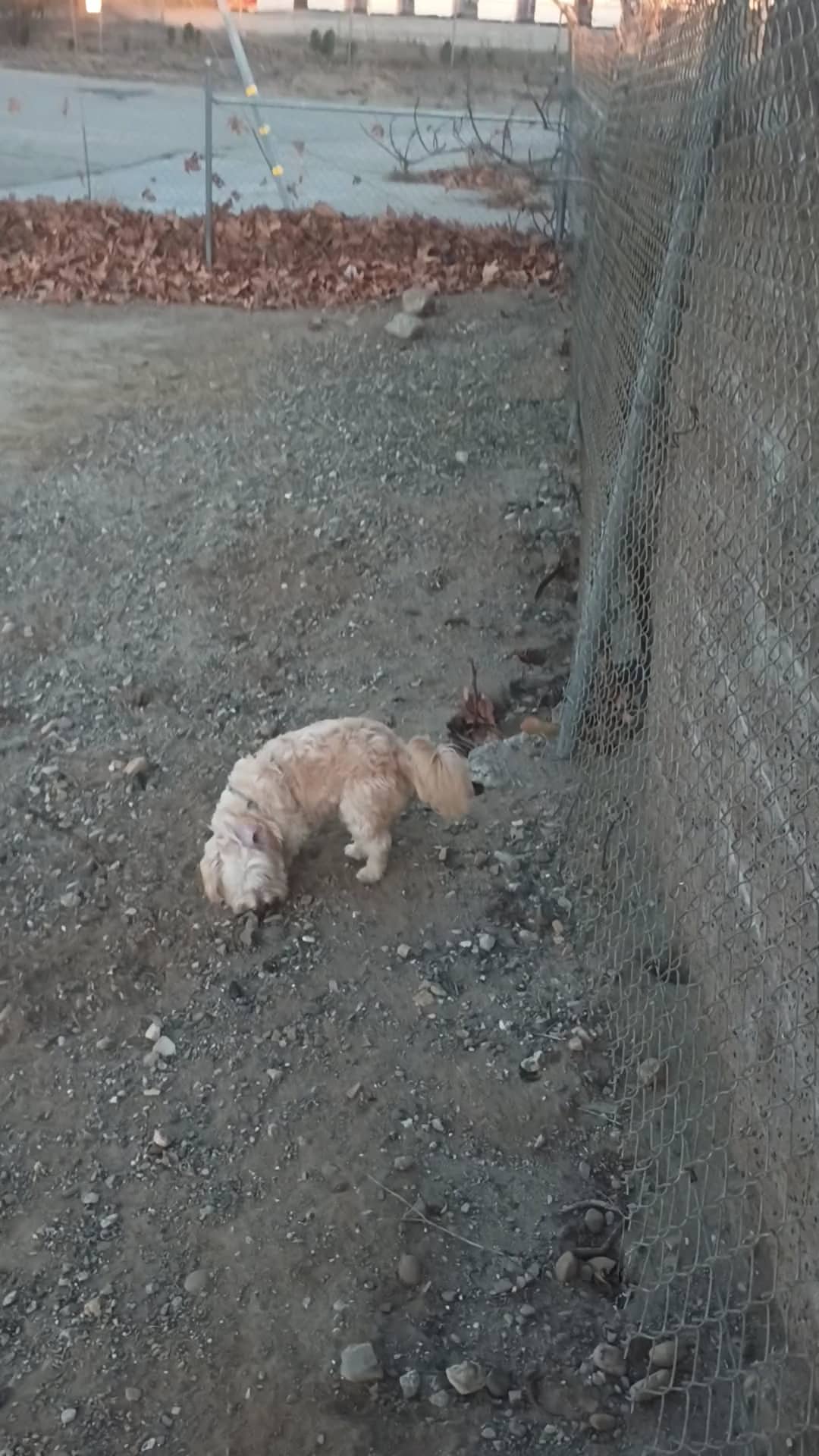 Fillmore Dog Park - Fillmore, CA