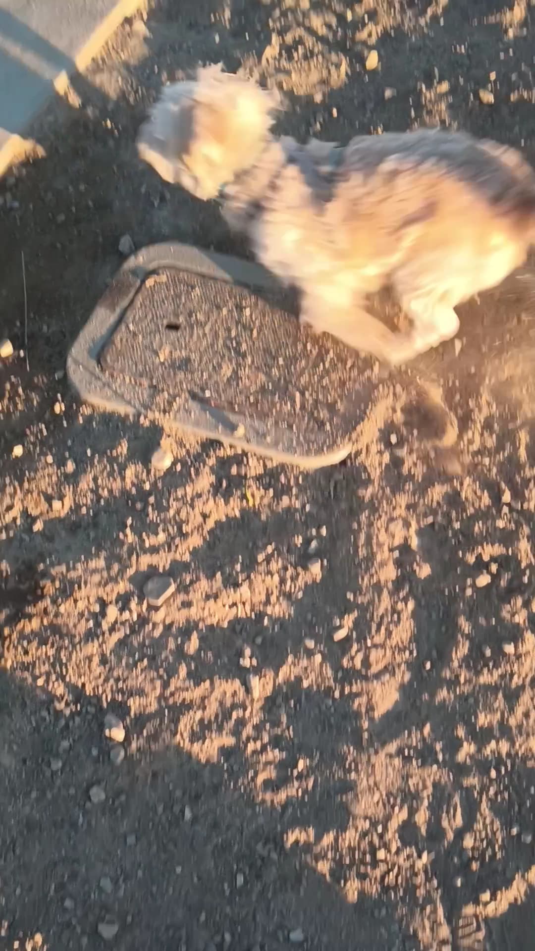 Fillmore Dog Park - Fillmore, CA