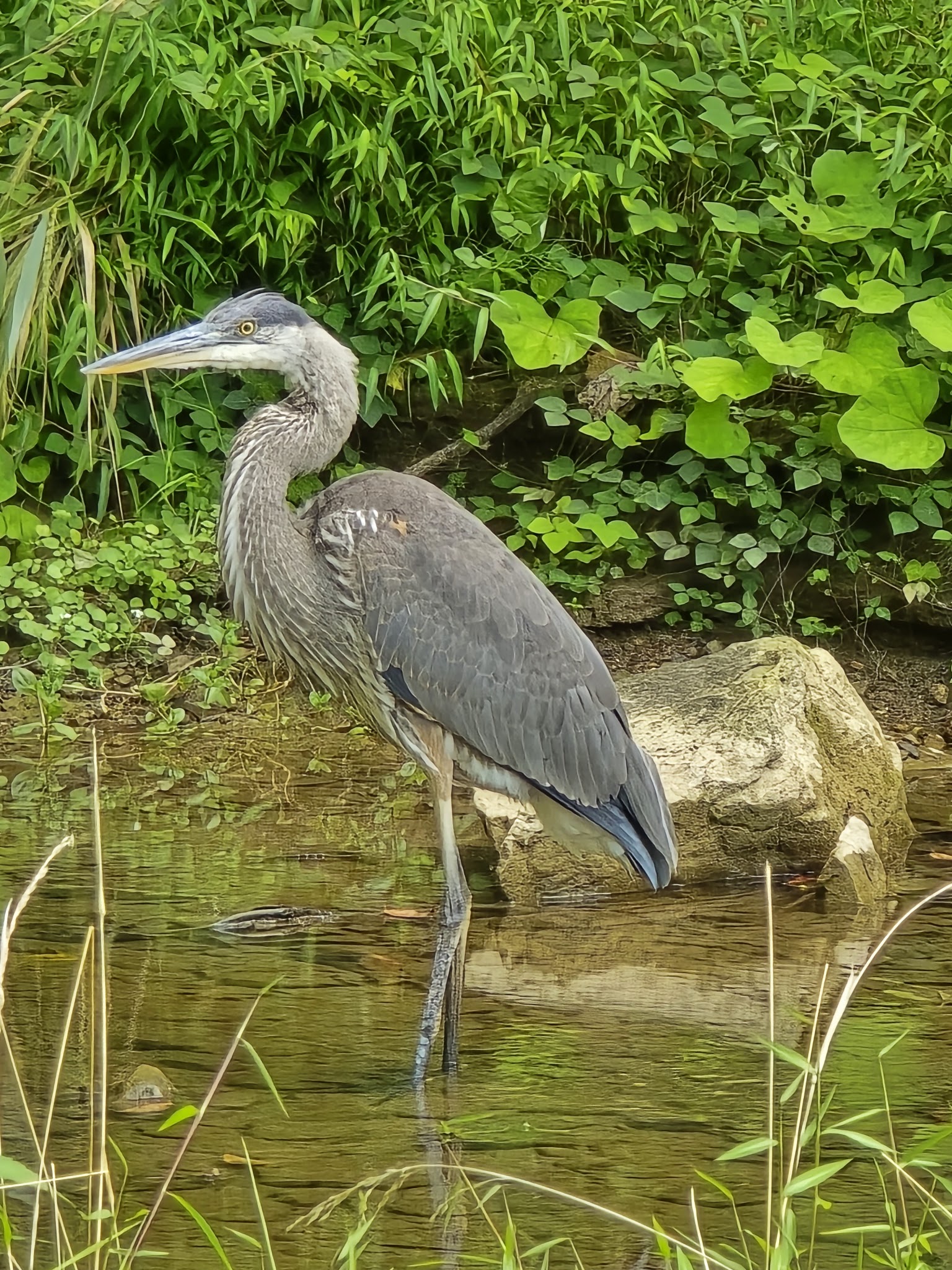 Mingo Park - Finleyville, PA