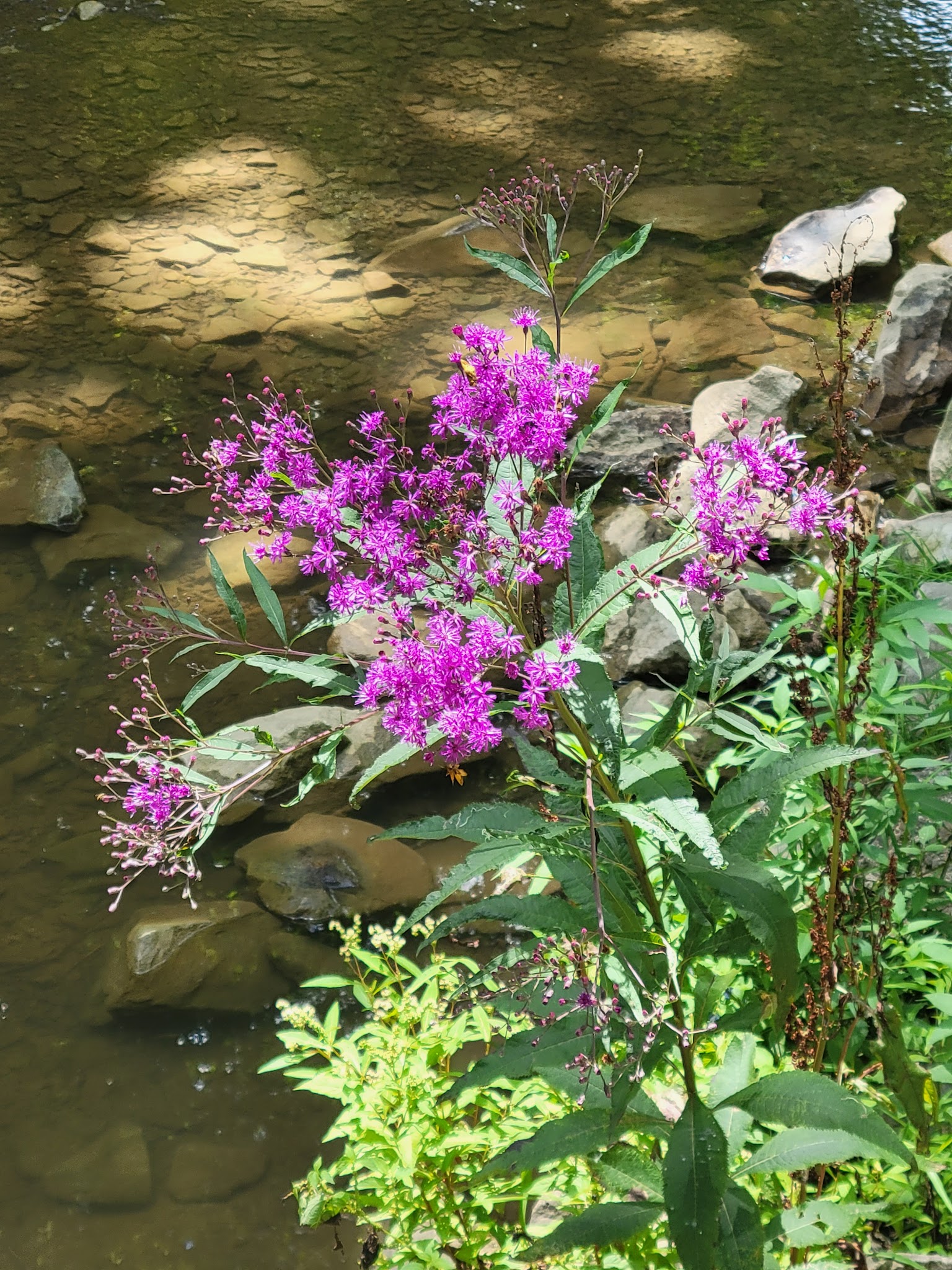 Mingo Park - Finleyville, PA