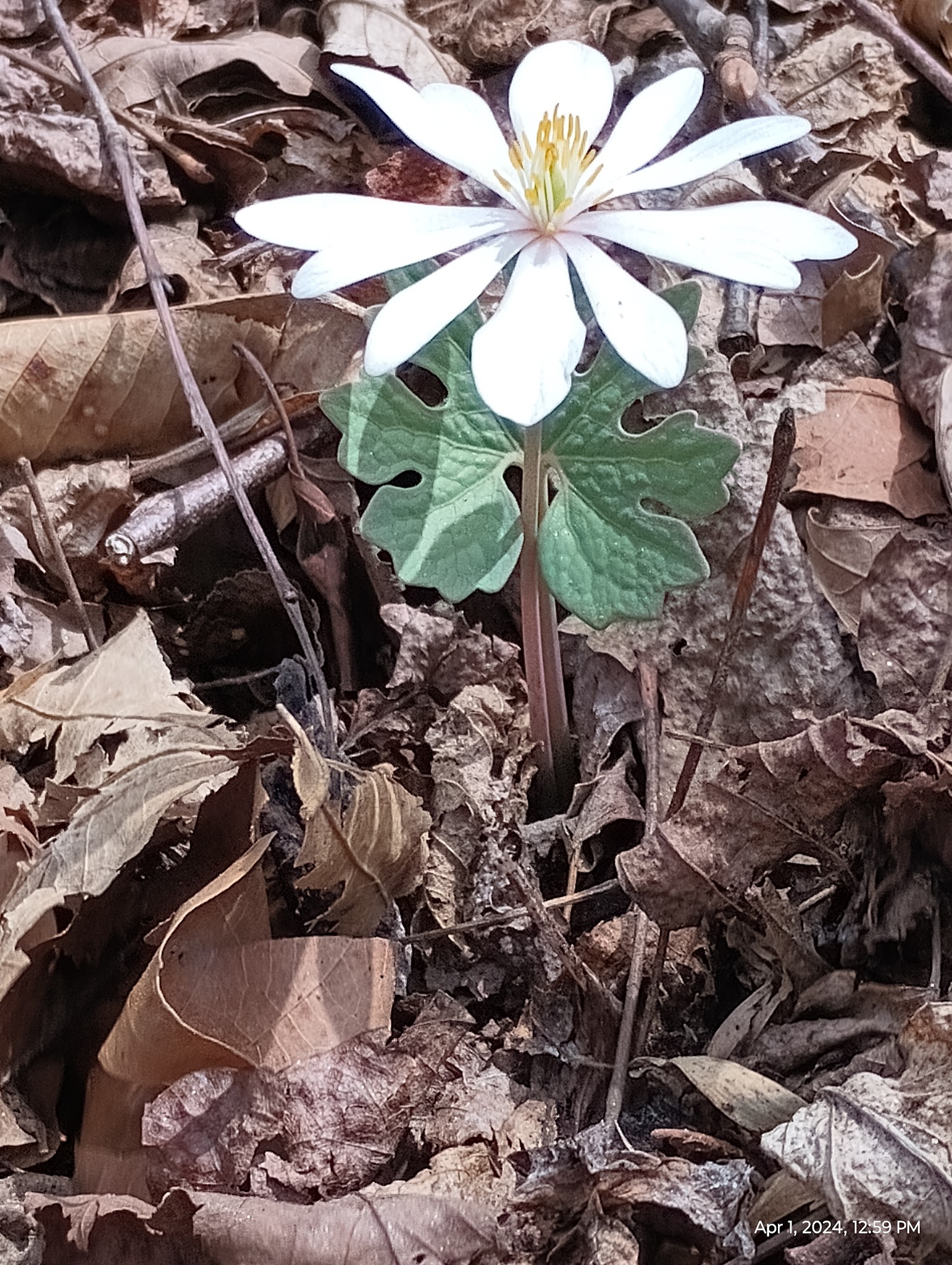 Fletcher Parks & Recreation Dog Park - Fletcher, NC