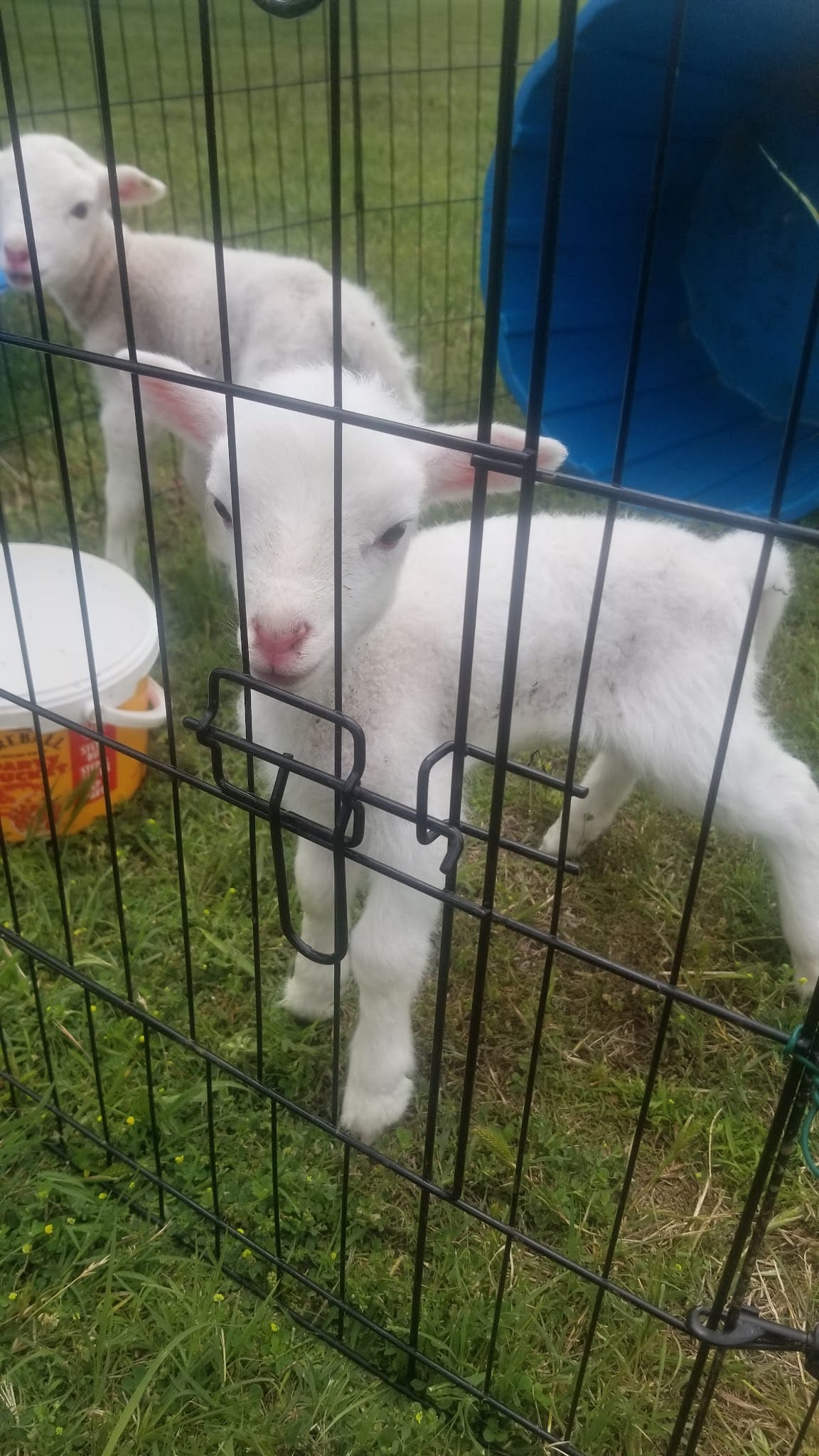 Black Dog Farm of Fletcher - Fletcher, OK