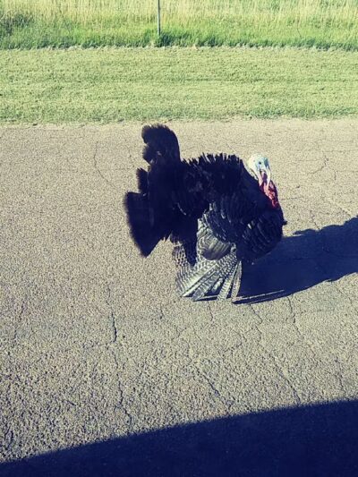 Wilcox Park - Florence, CO