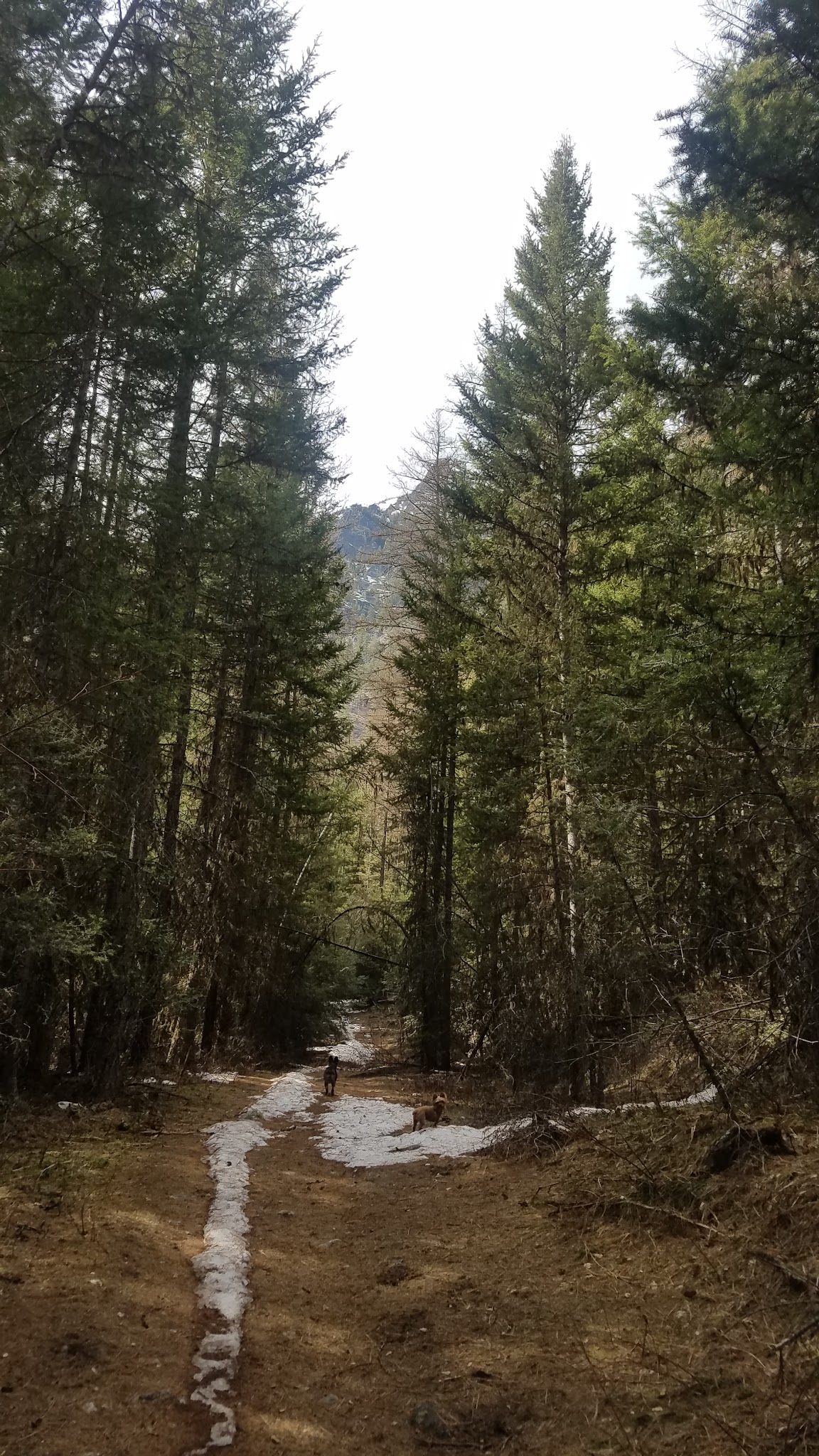 Log Pond On Bass Creek - Florence, MT