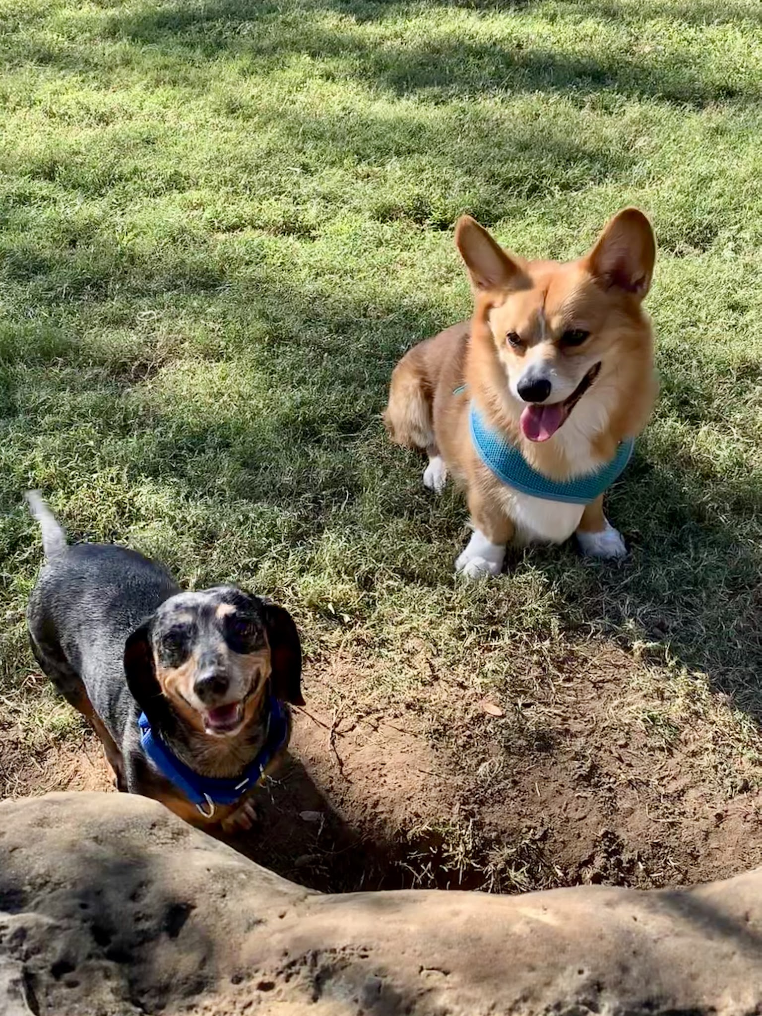 Hound Mound Dog Park - Flower Mound, TX