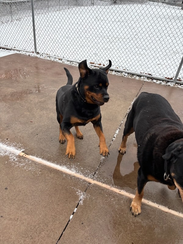 Poochie Parlor Boarding Kennels - Follansbee, WV
