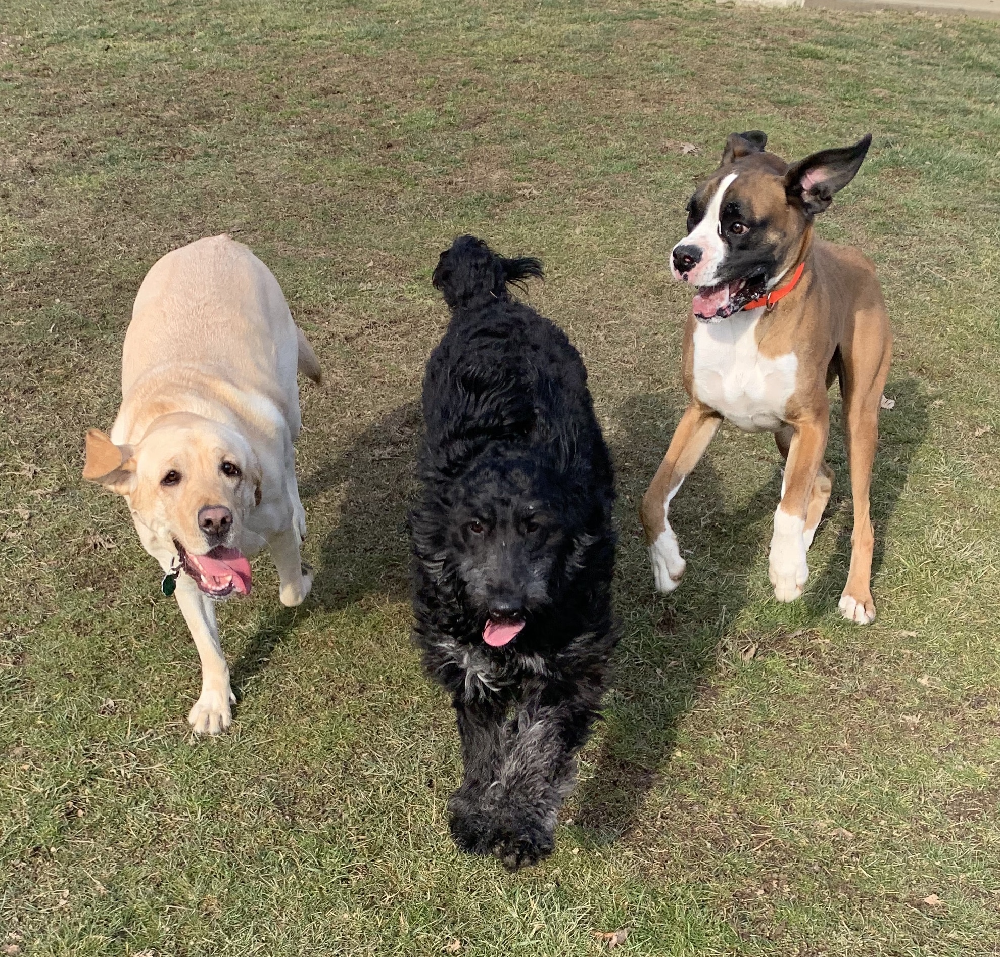Poochie Parlor Boarding Kennels - Follansbee, WV