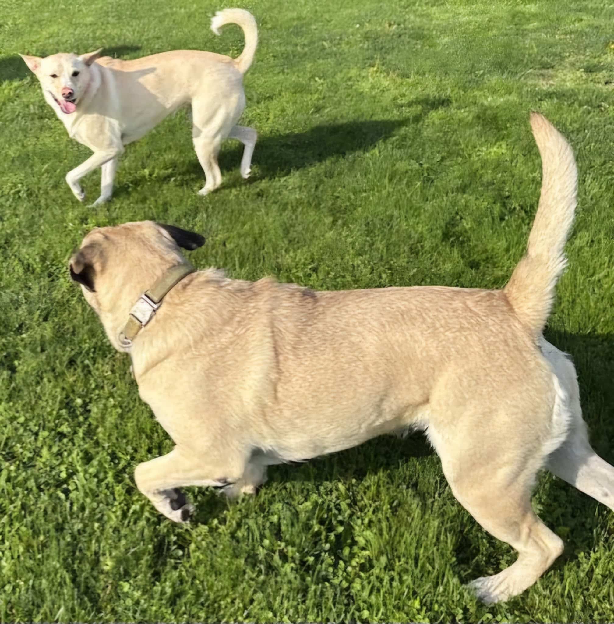 Poochie Parlor Boarding Kennels - Follansbee, WV