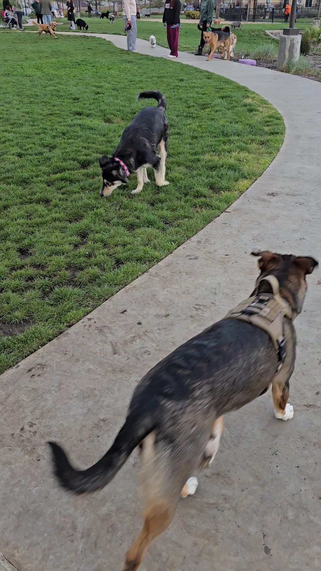 Gabion Ranch Dog Park - Fontana, CA