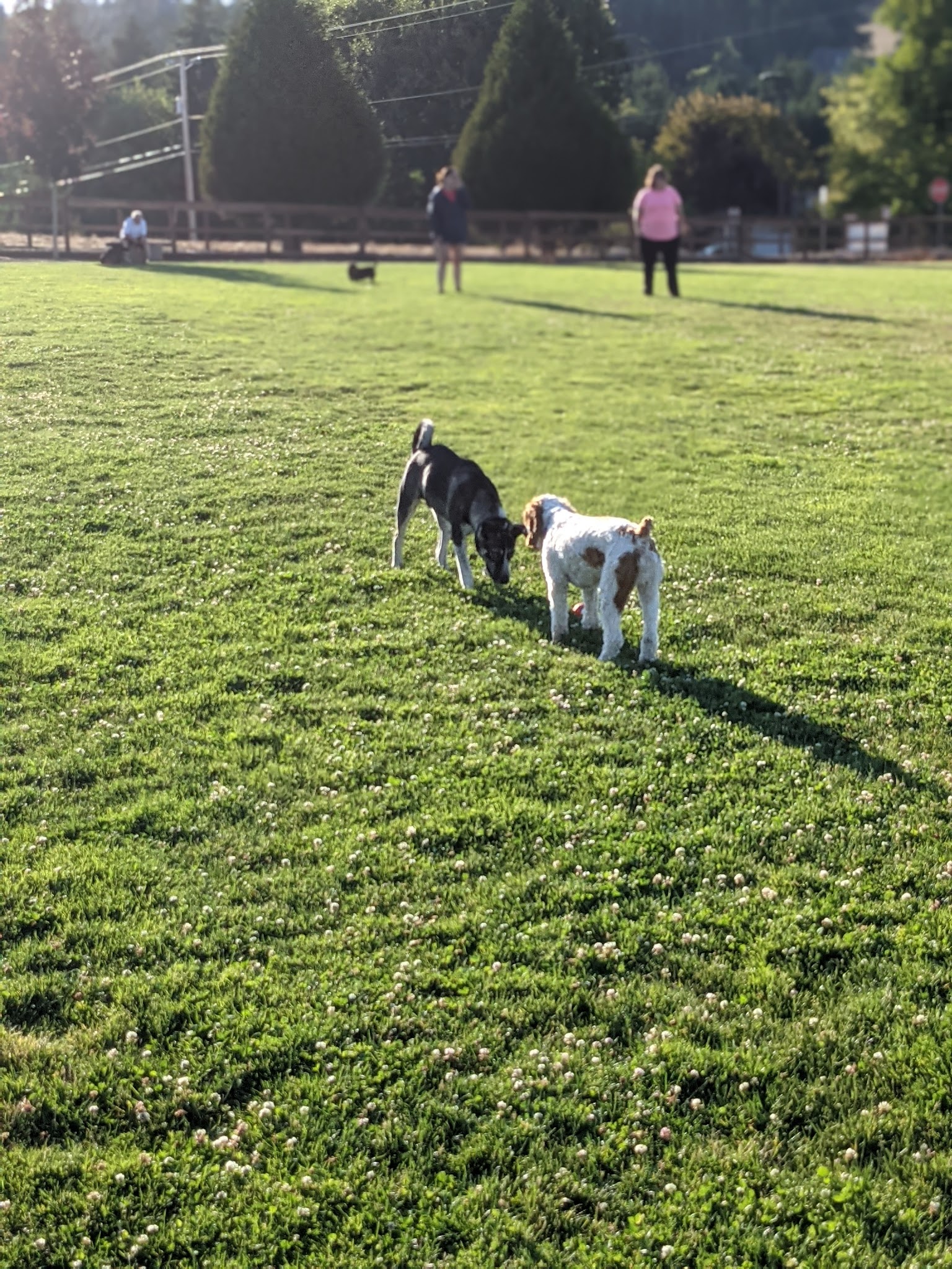 Thatcher Dog Park - Forest Grove, OR