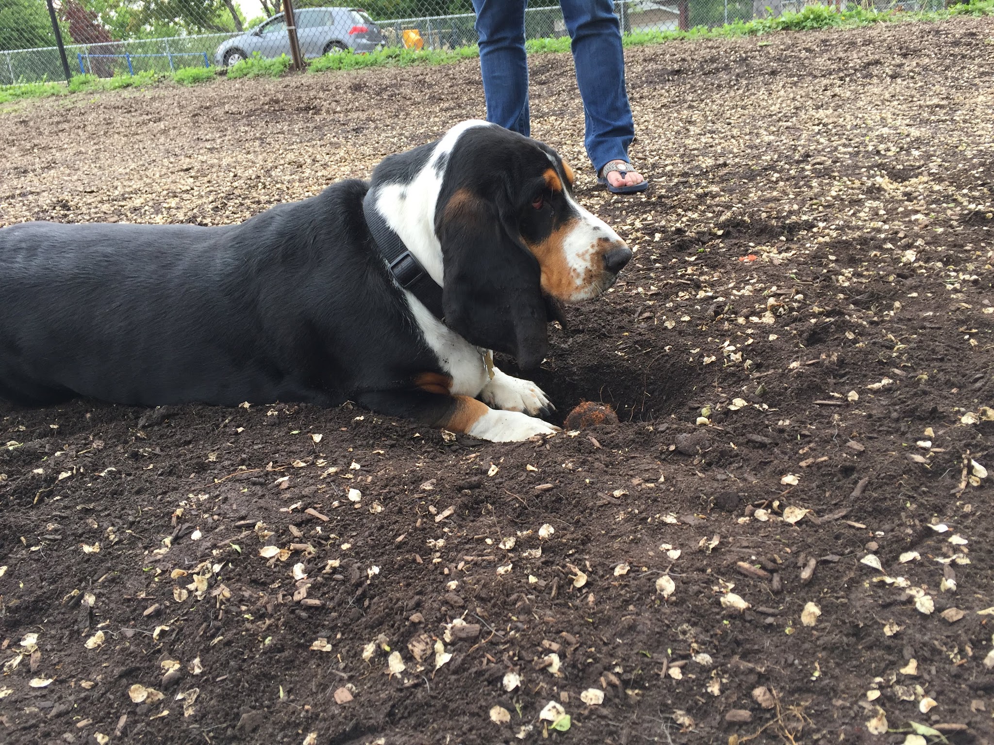Forest Bark Dog Park - Forest Park, IL