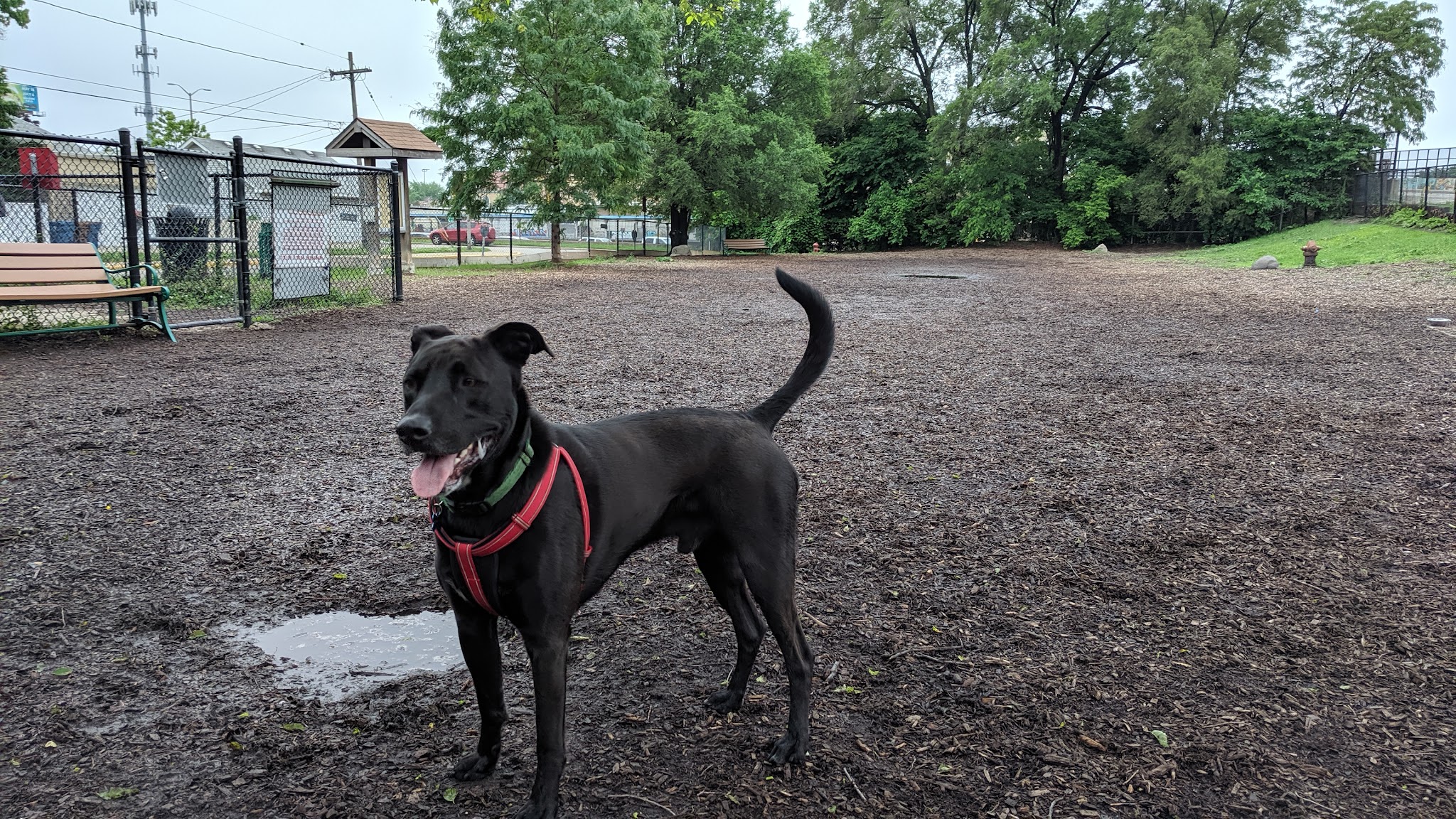 Forest Bark Dog Park - Forest Park, IL