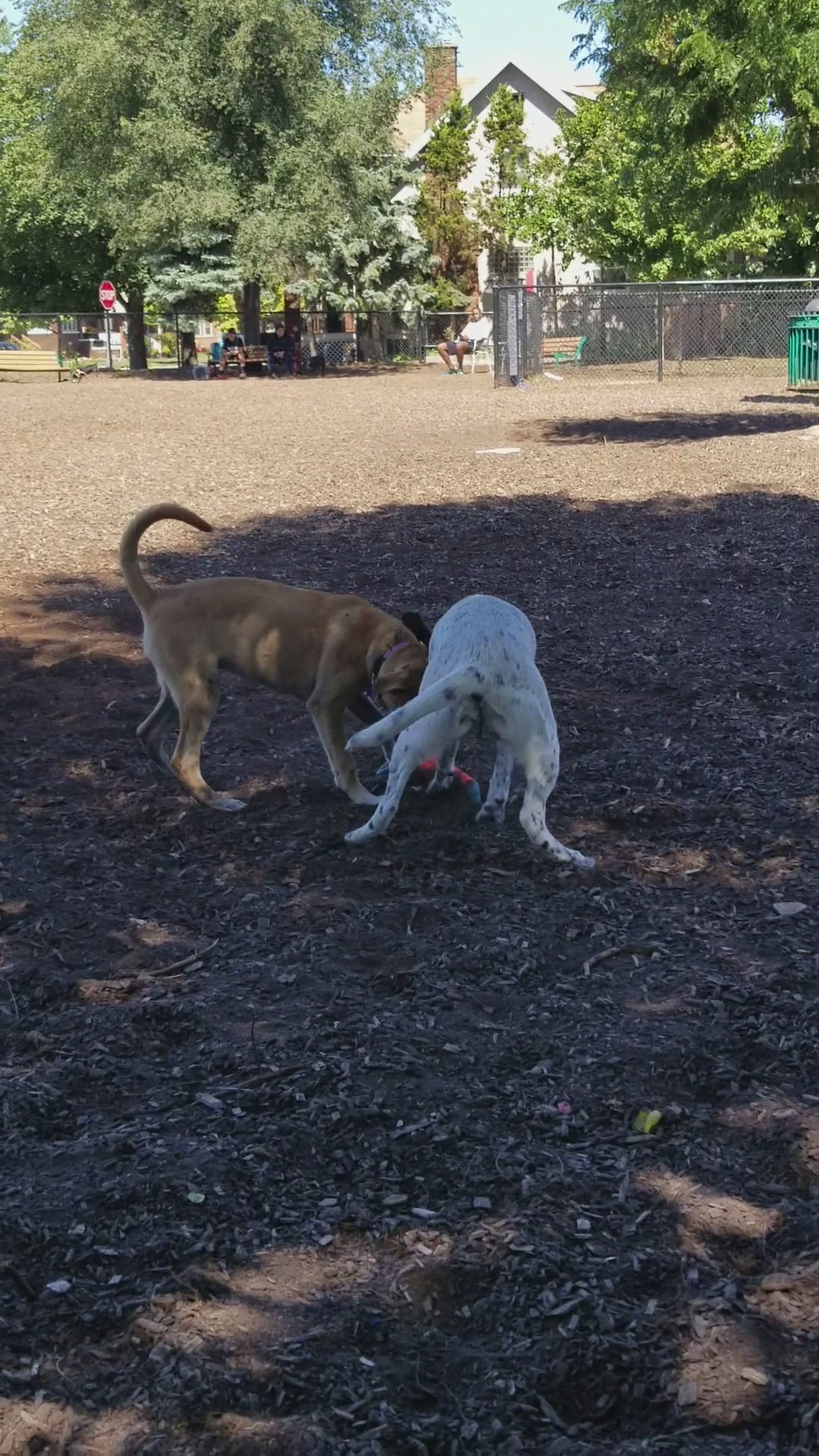 Forest Bark Dog Park - Forest Park, IL
