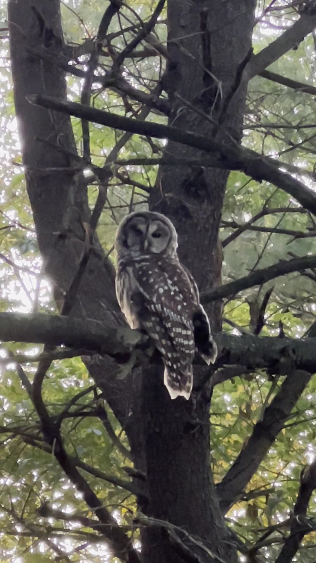Forsyth Pocket Park - Forsyth, IL