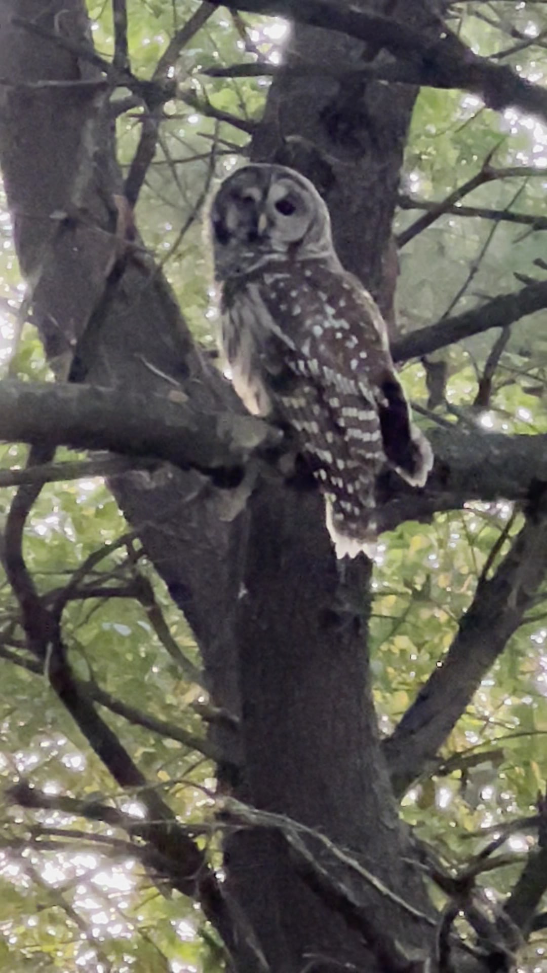 Forsyth Pocket Park - Forsyth, IL