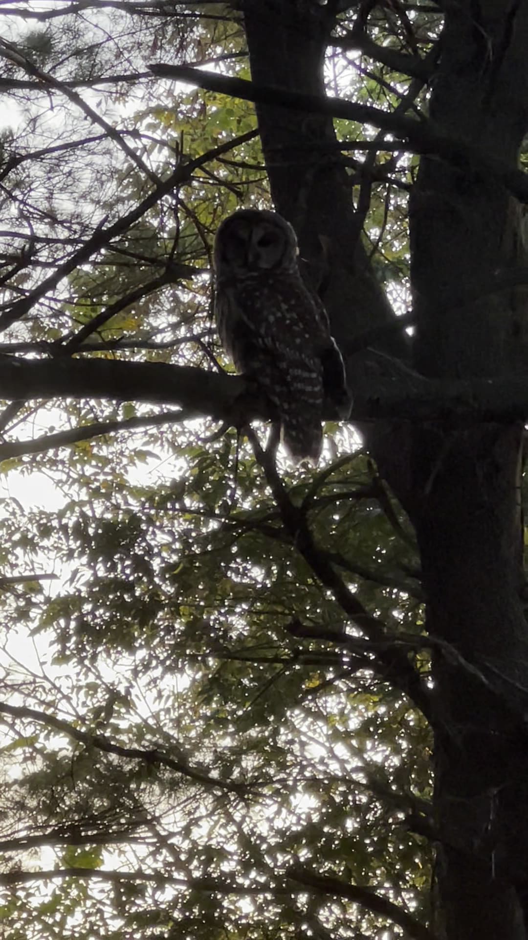 Forsyth Pocket Park - Forsyth, IL