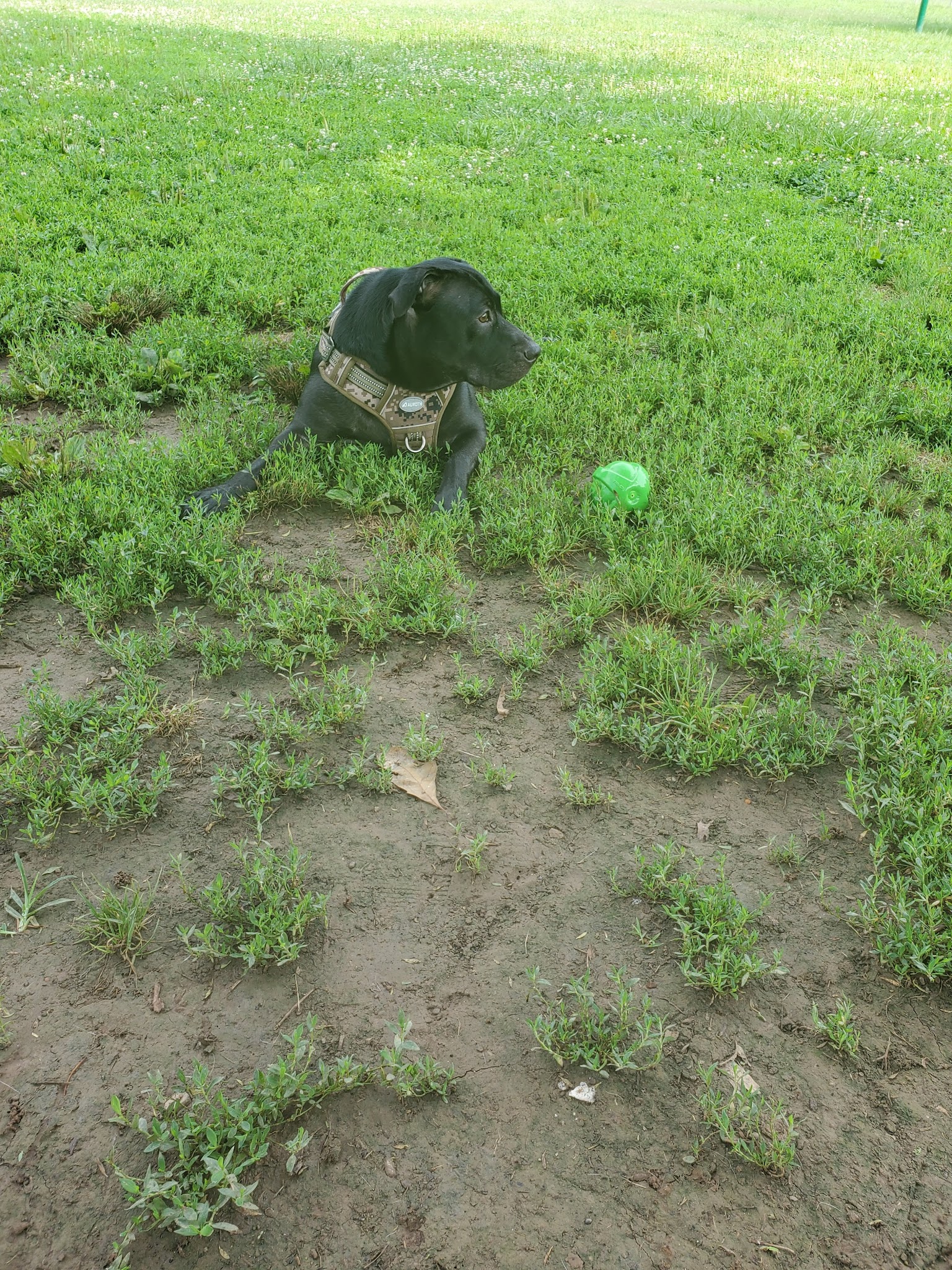 Dog Park - Fort Campbell, KY
