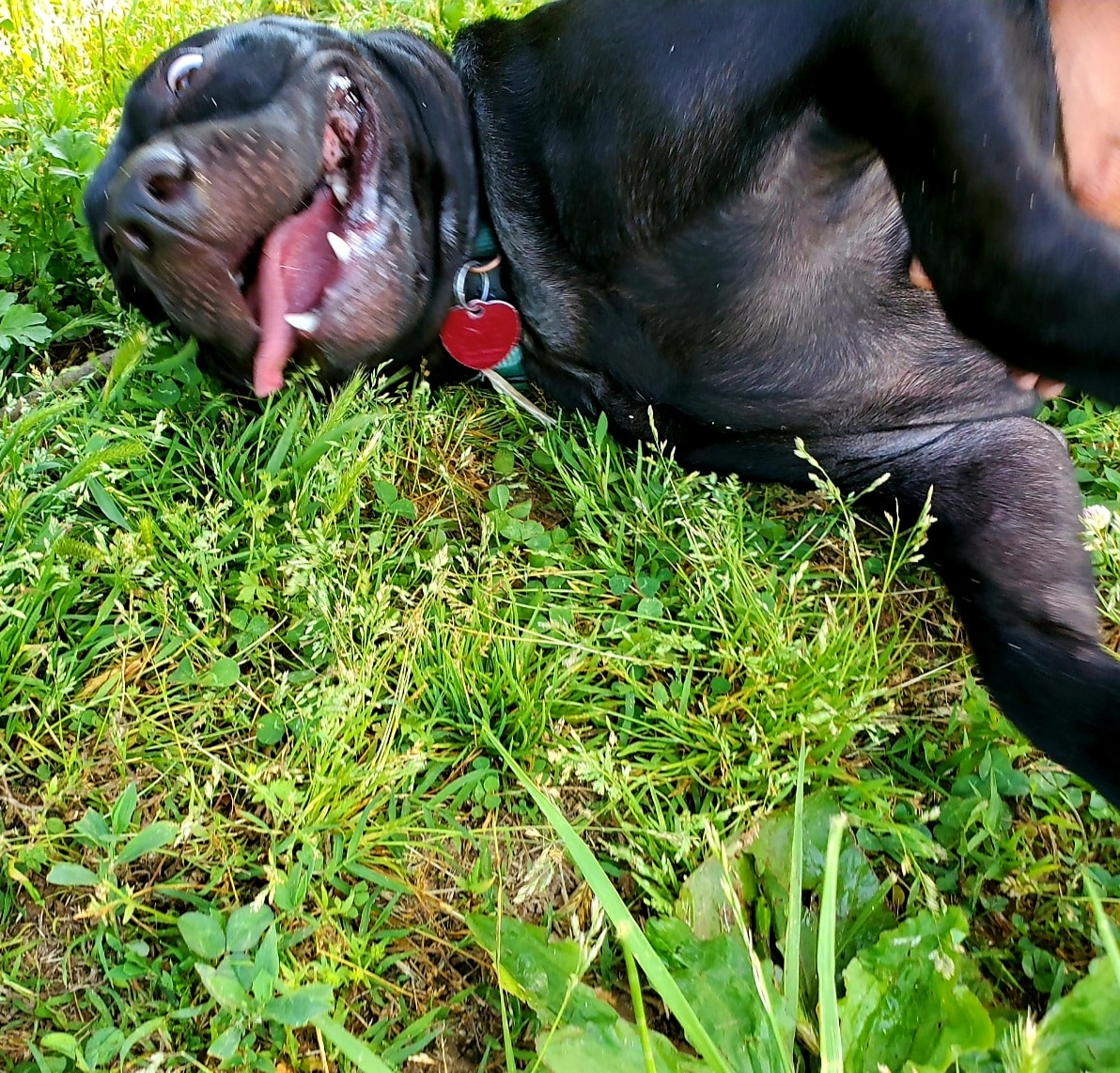 Dog Park - Fort Campbell, KY