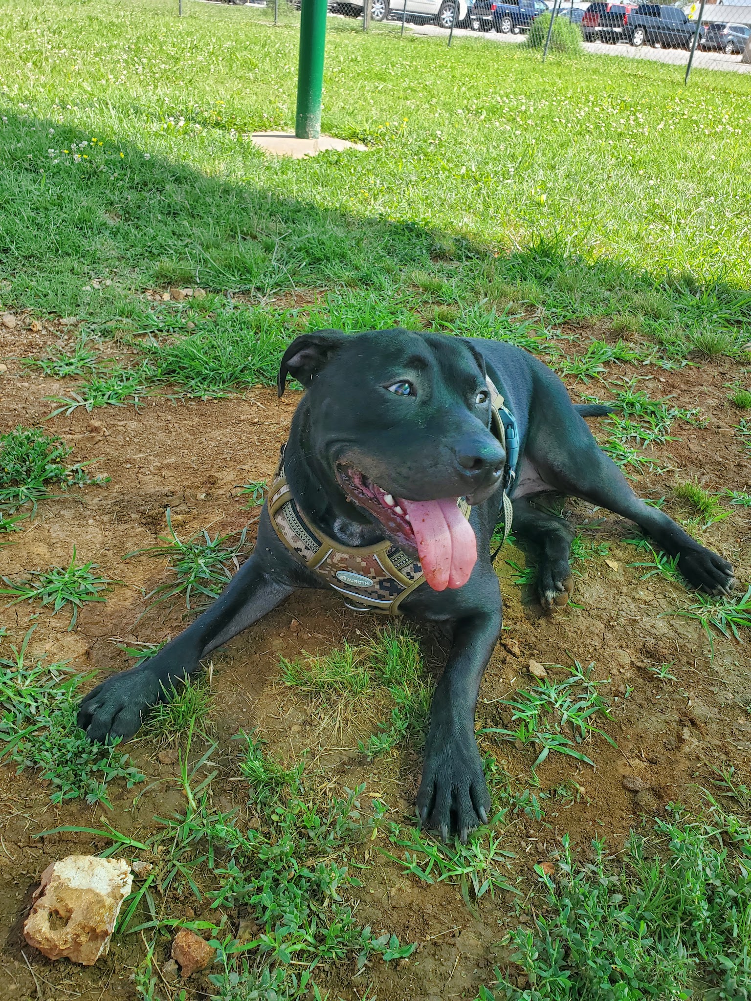 Dog Park - Fort Campbell, KY