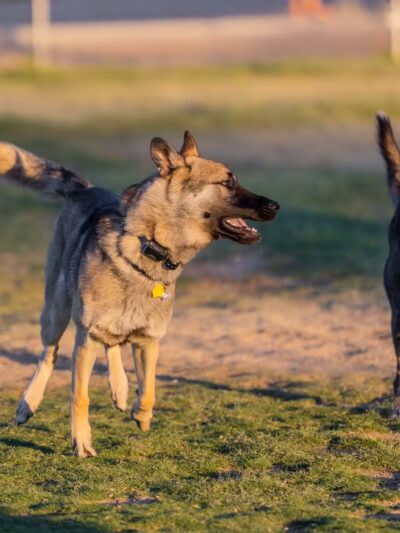 Fort Irwin Dog Park - Fort Irwin, CA