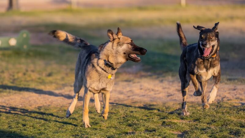 Fort Irwin Dog Park - Fort Irwin, CA