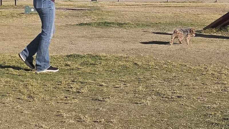 Fort Irwin Dog Park - Fort Irwin, CA