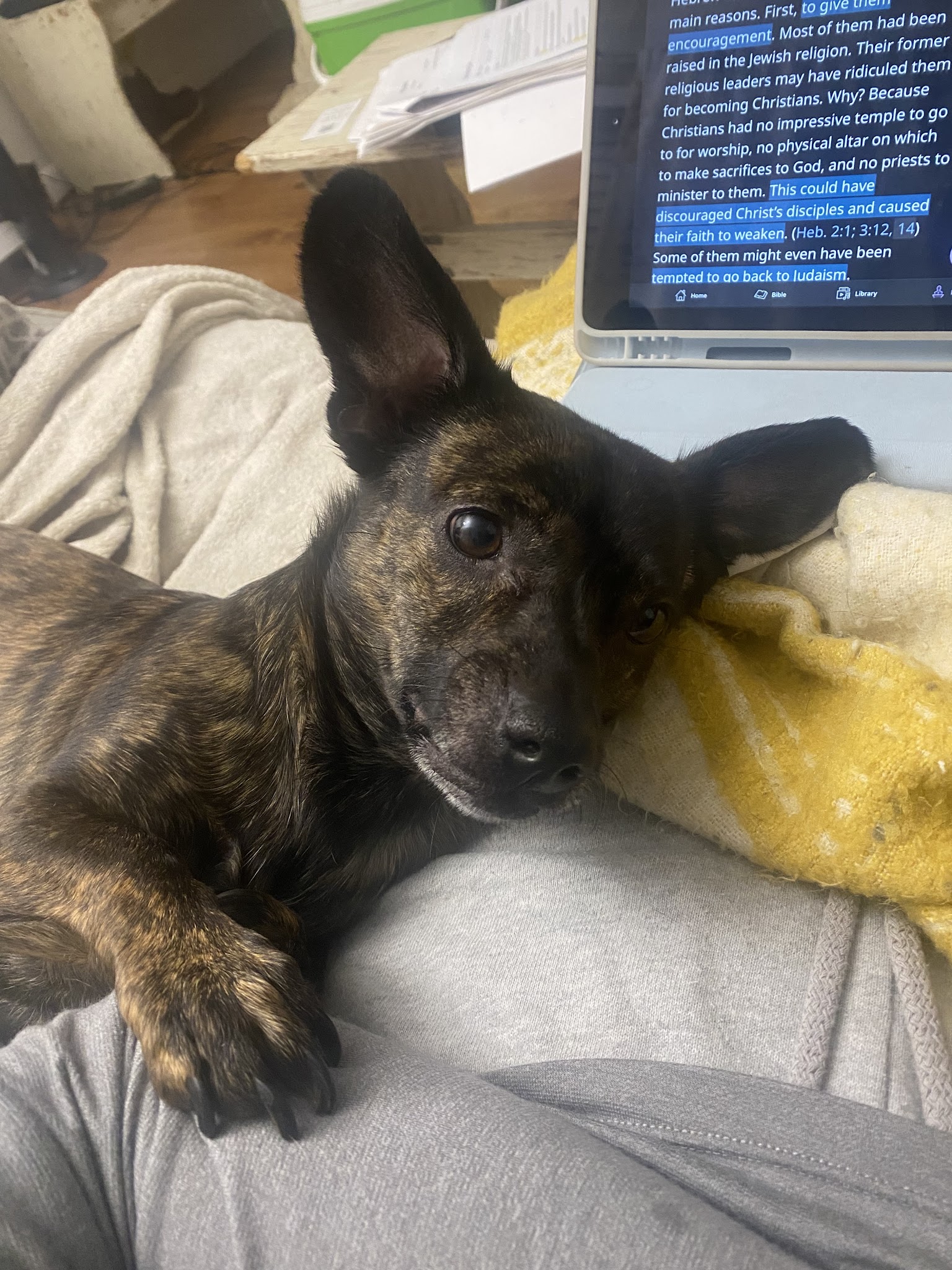 Fureverdog Rescue and Boarding - Fort Lupton, CO