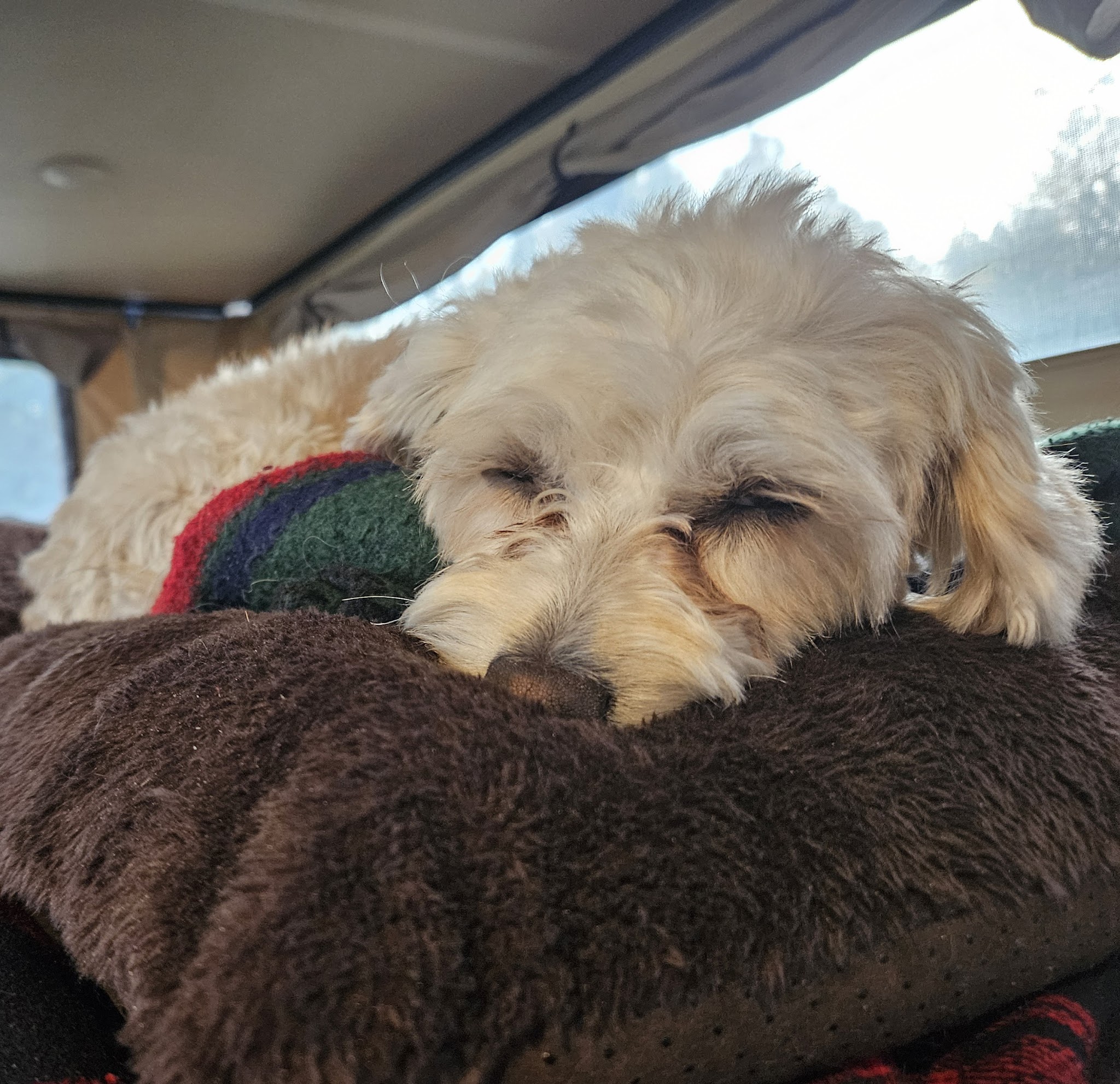 Fureverdog Rescue and Boarding - Fort Lupton, CO