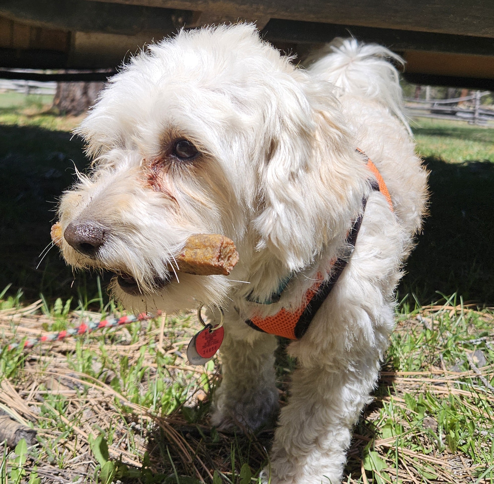 Fureverdog Rescue and Boarding - Fort Lupton, CO