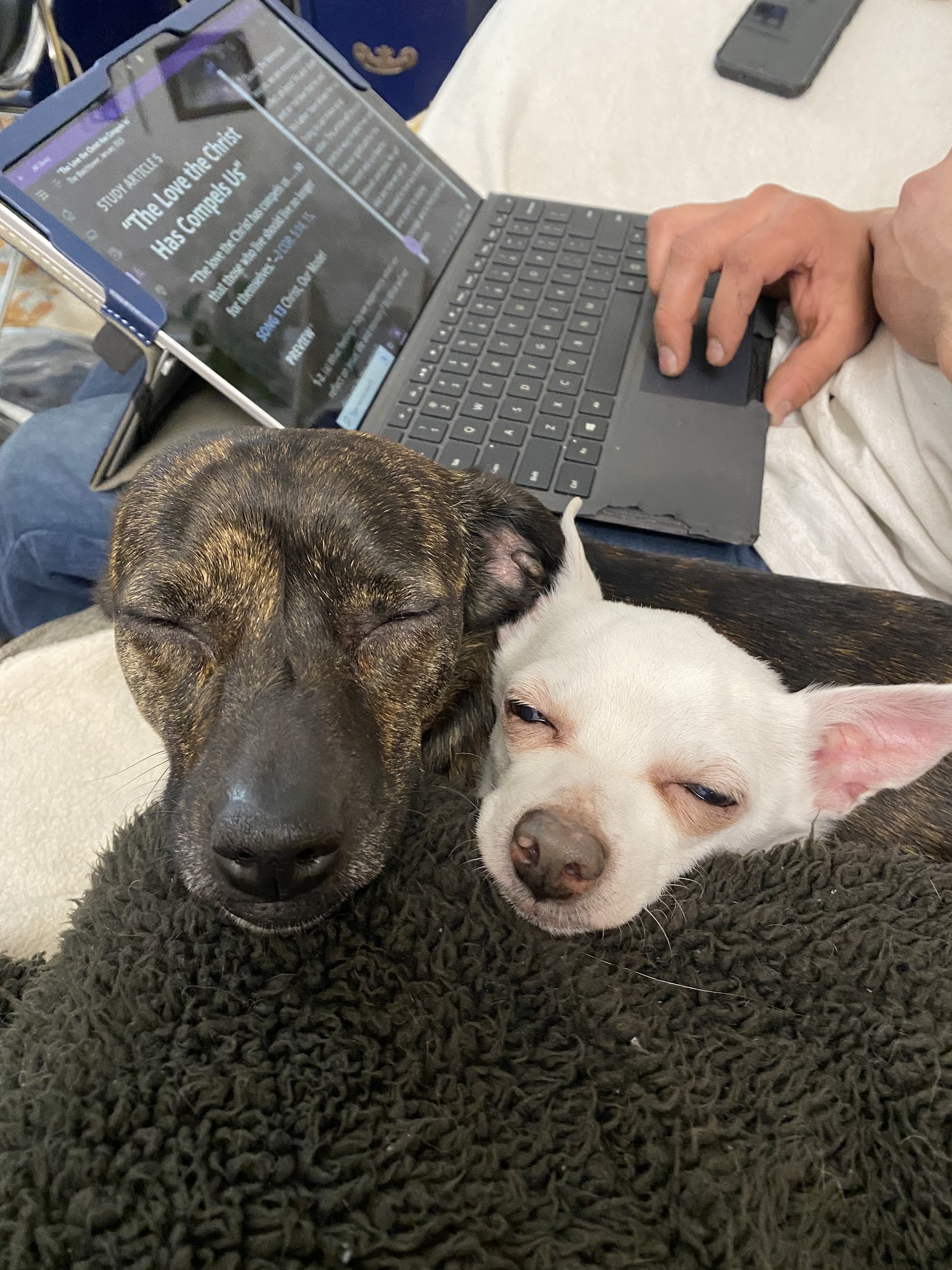 Fureverdog Rescue and Boarding - Fort Lupton, CO