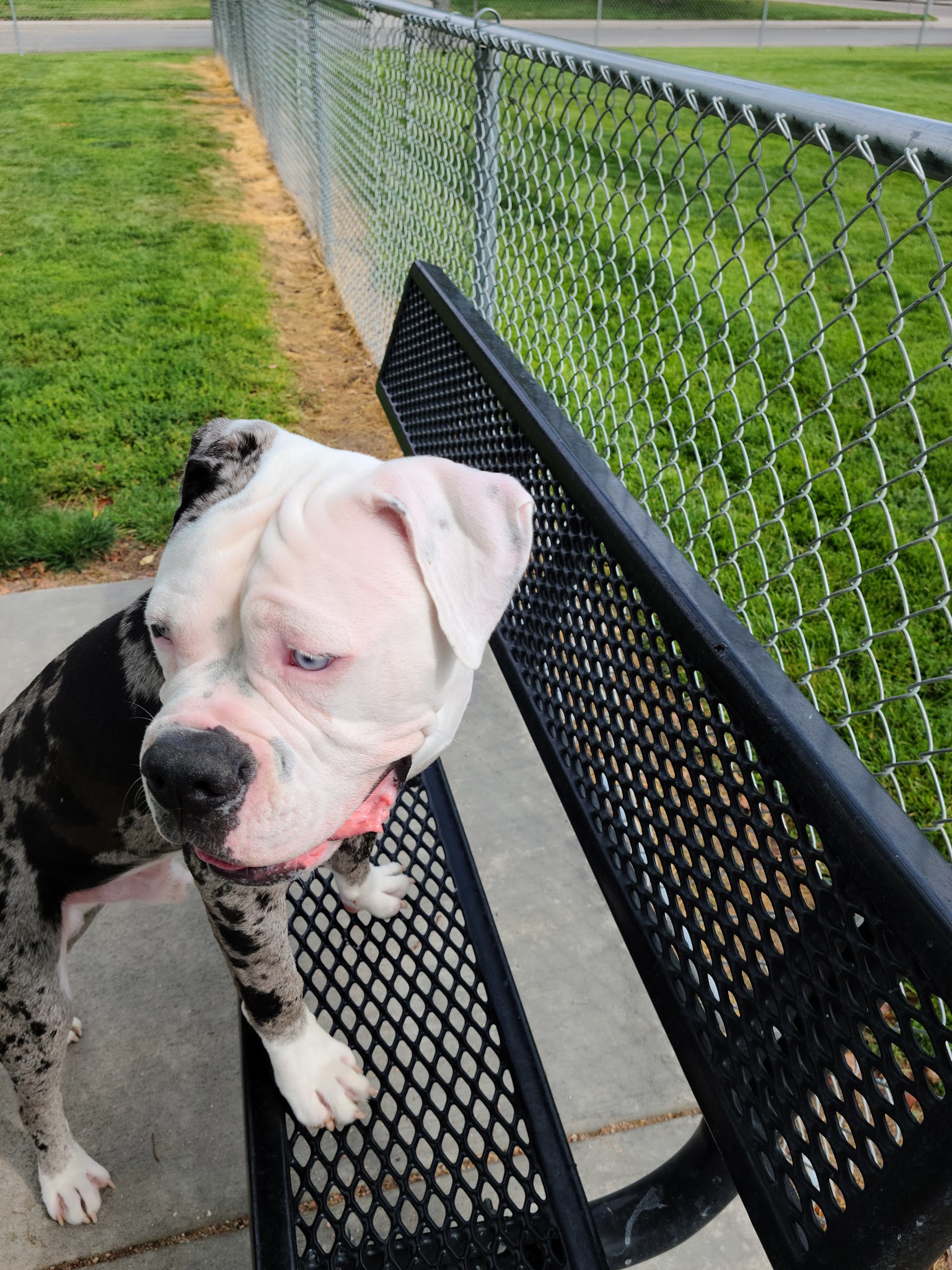 Fort Morgan Dog Park (Gateway) - Fort Morgan, CO