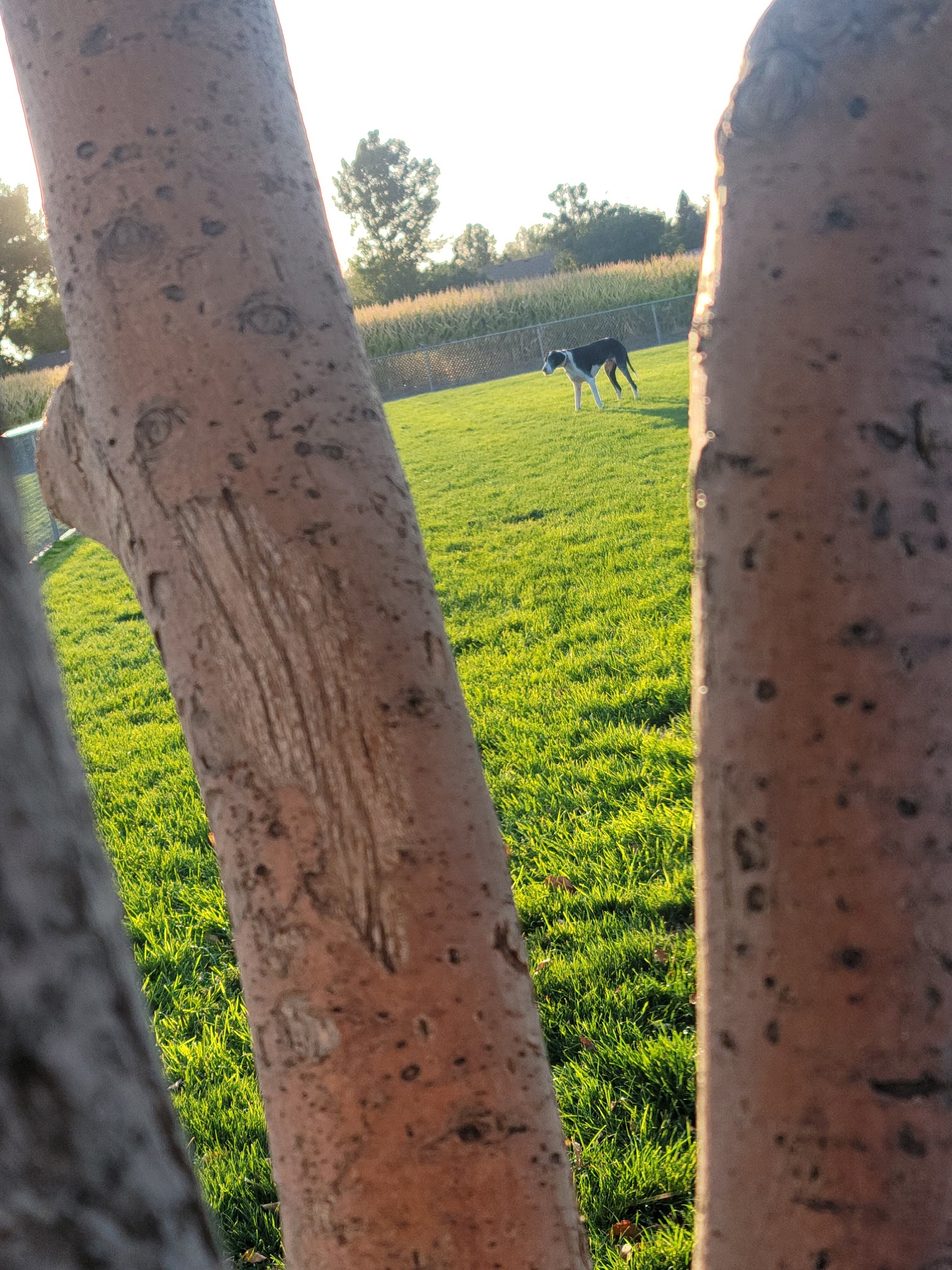 Fort Morgan Dog Park (Gateway) - Fort Morgan, CO