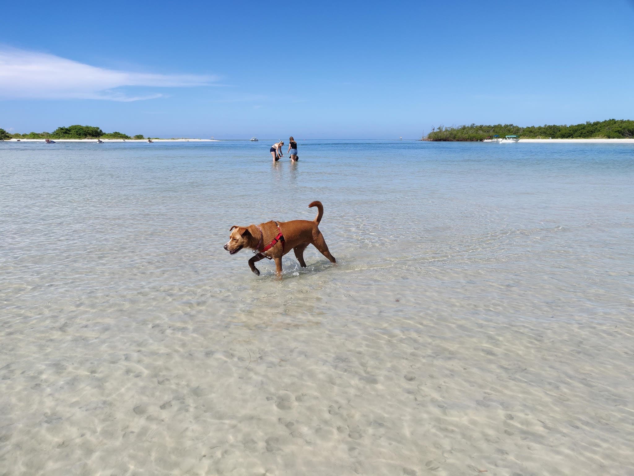 Bonita Beach Dog Park - Fort Myers Beach, FL