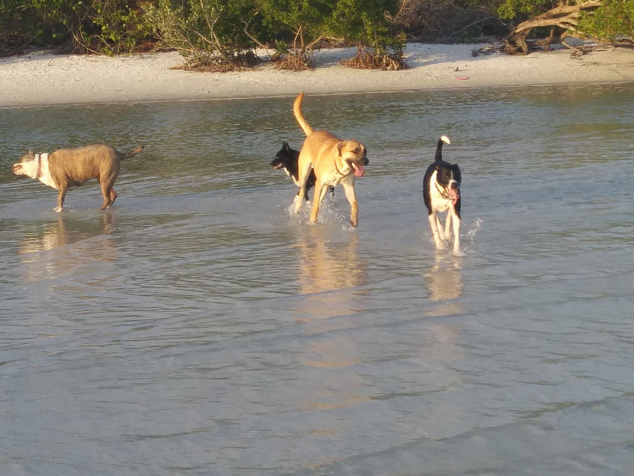 Bonita Beach Dog Park - Fort Myers Beach, FL