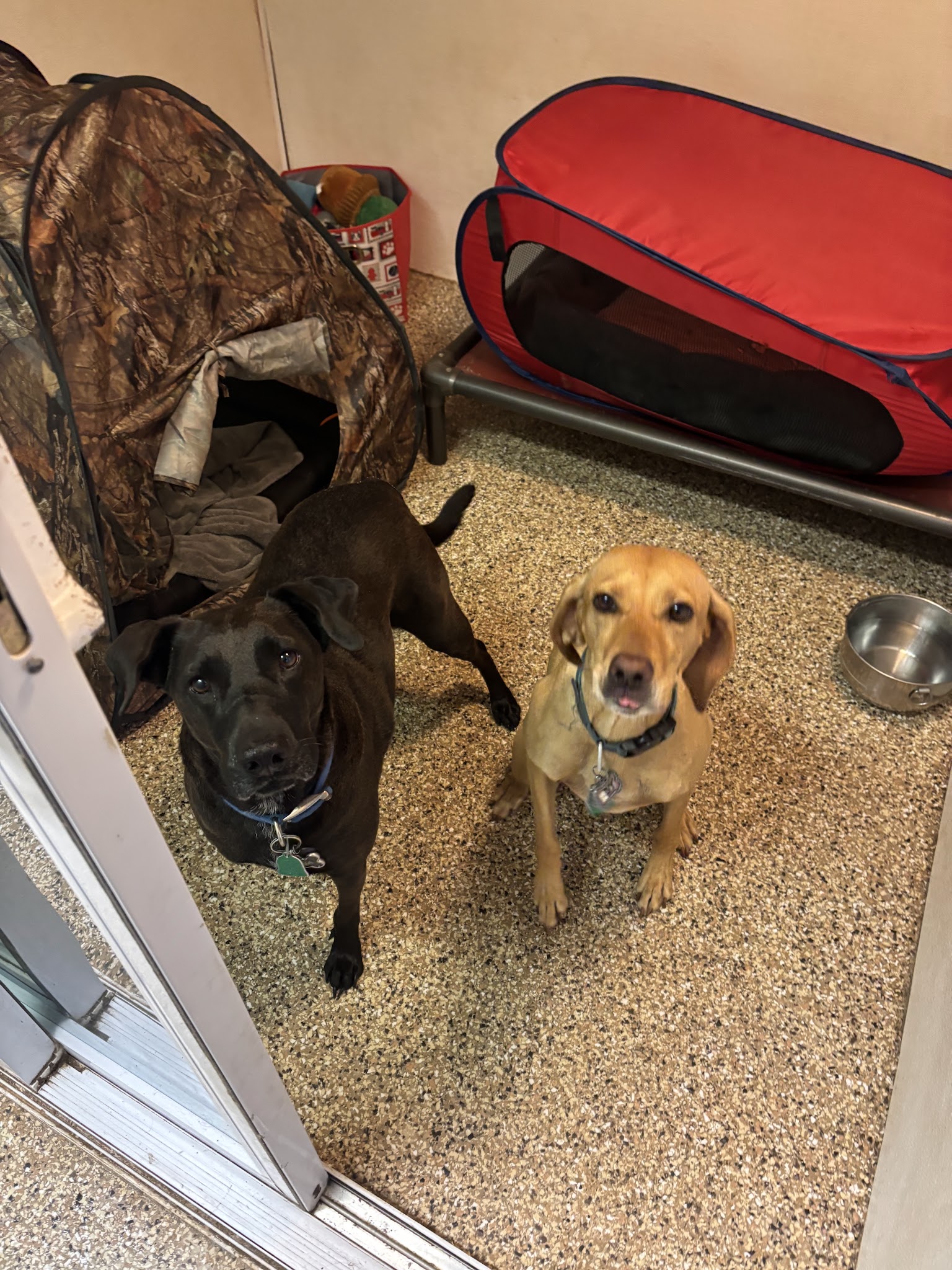 Cozy Home Pet Care - Fort Ripley, MN