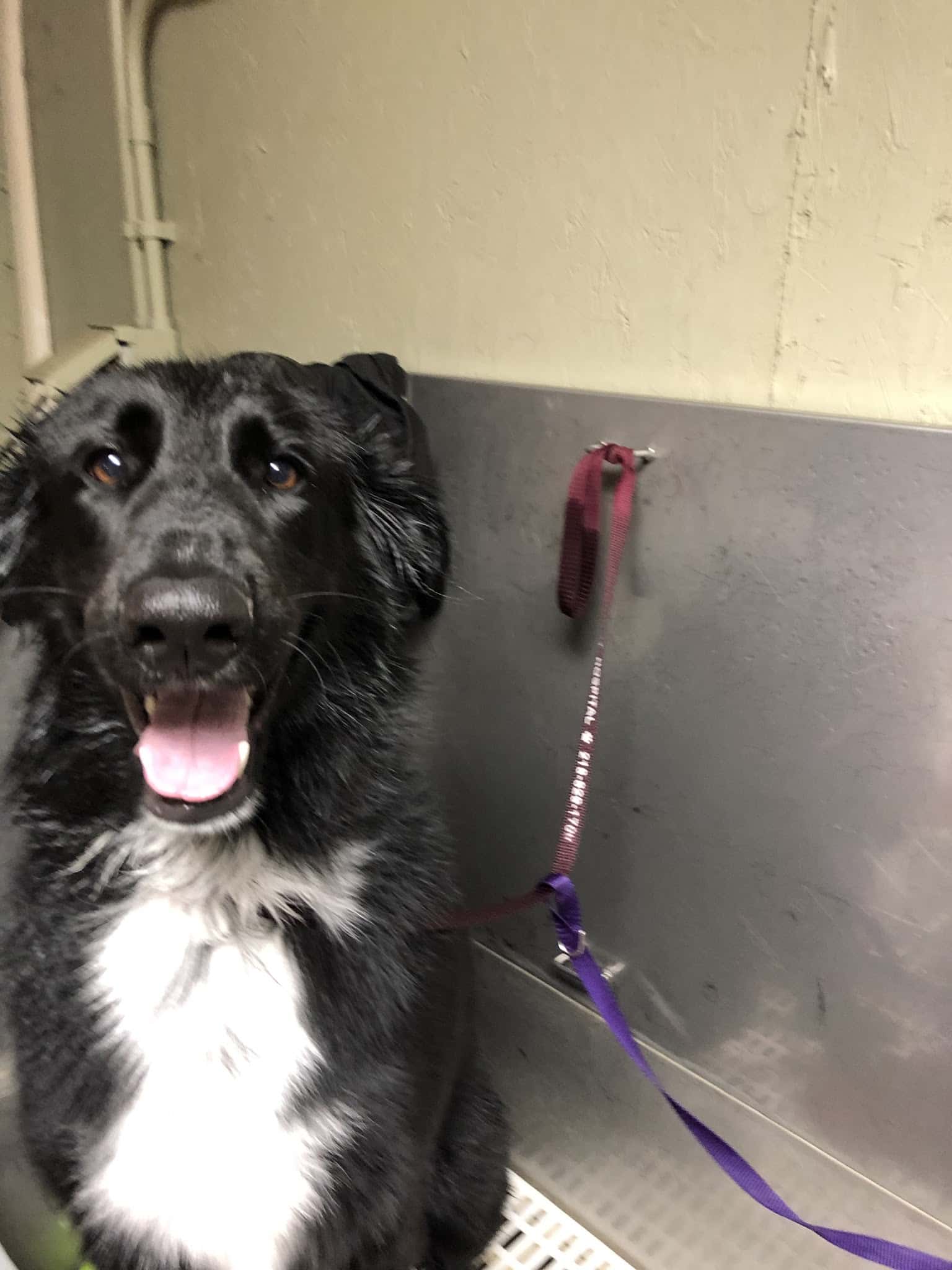 Cozy Home Pet Care - Fort Ripley, MN