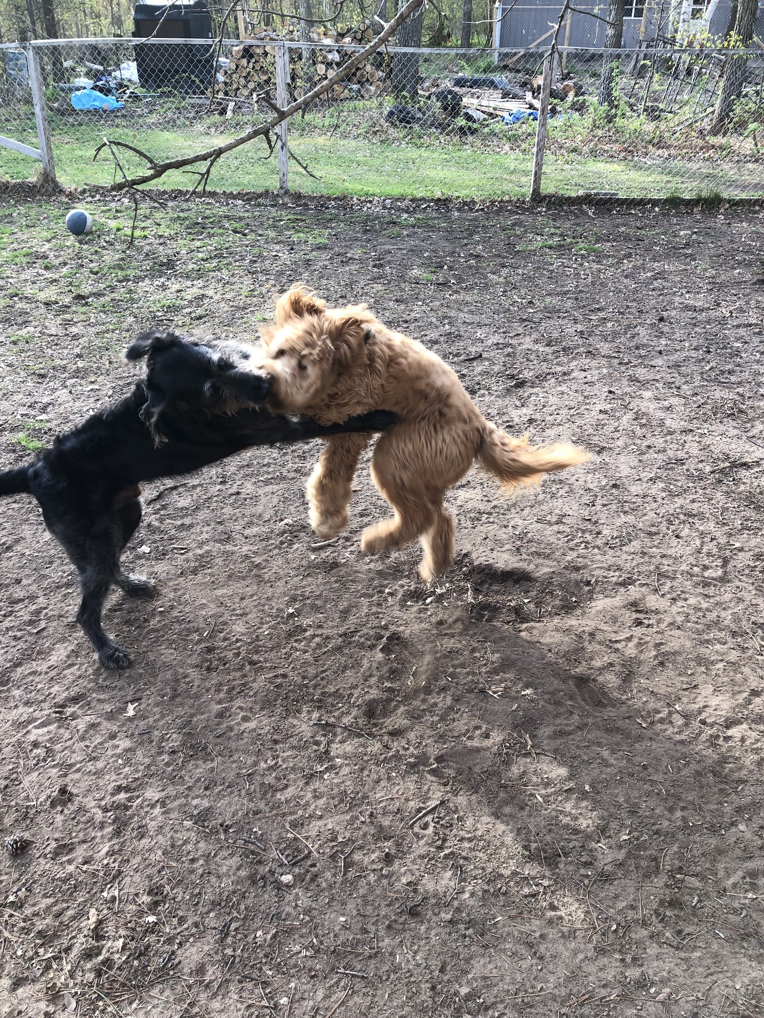 Cozy Home Pet Care - Fort Ripley, MN