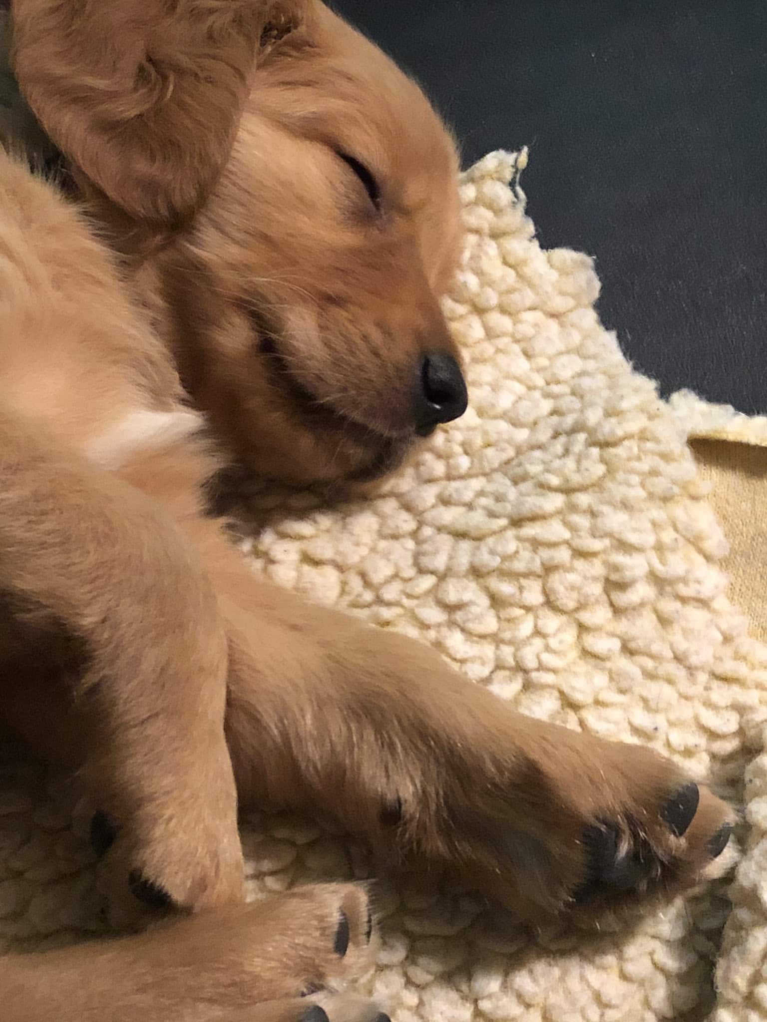 Cozy Home Pet Care - Fort Ripley, MN