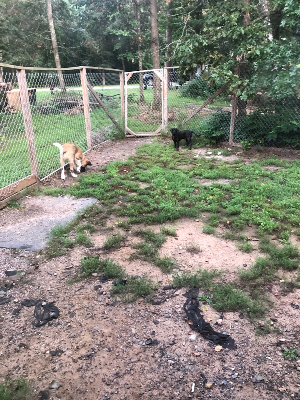 Cozy Home Pet Care - Fort Ripley, MN