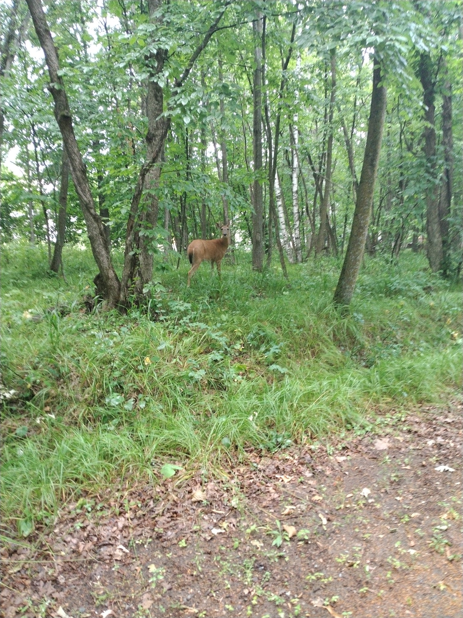 Fort Ripley Trail - Fort Ripley, MN