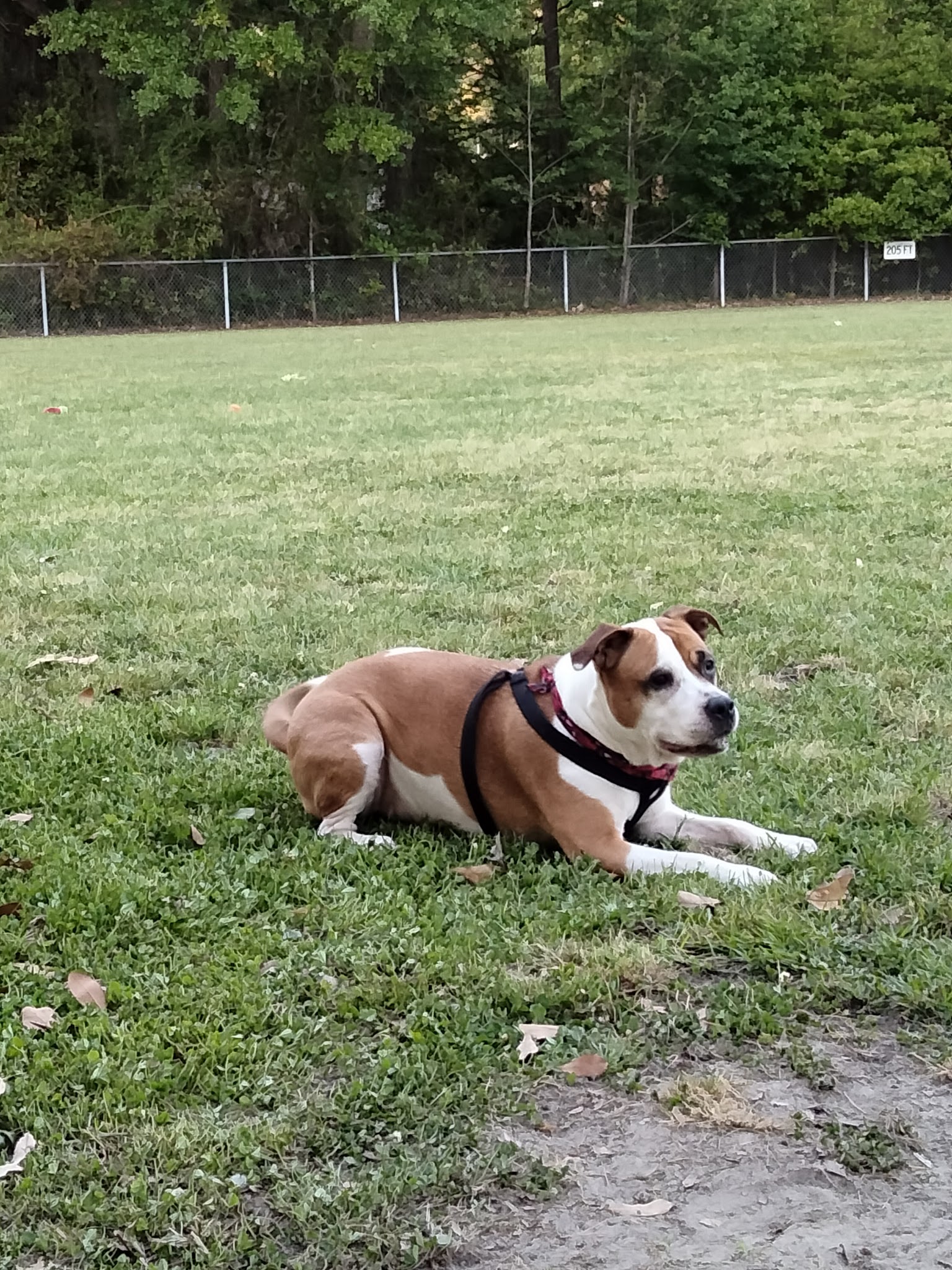 Dog Park - Fort Stewart, GA