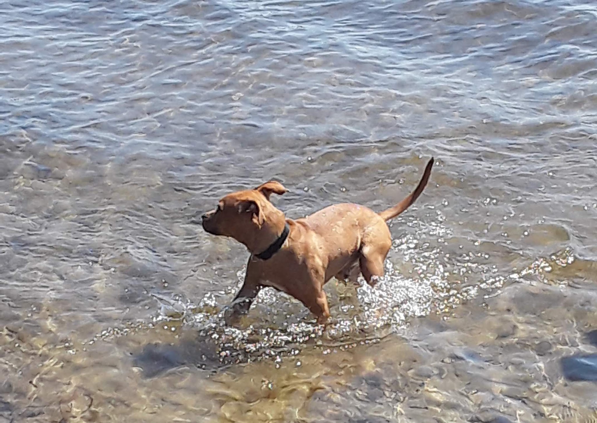 Liza Jackson Dog Park - Fort Walton Beach, FL