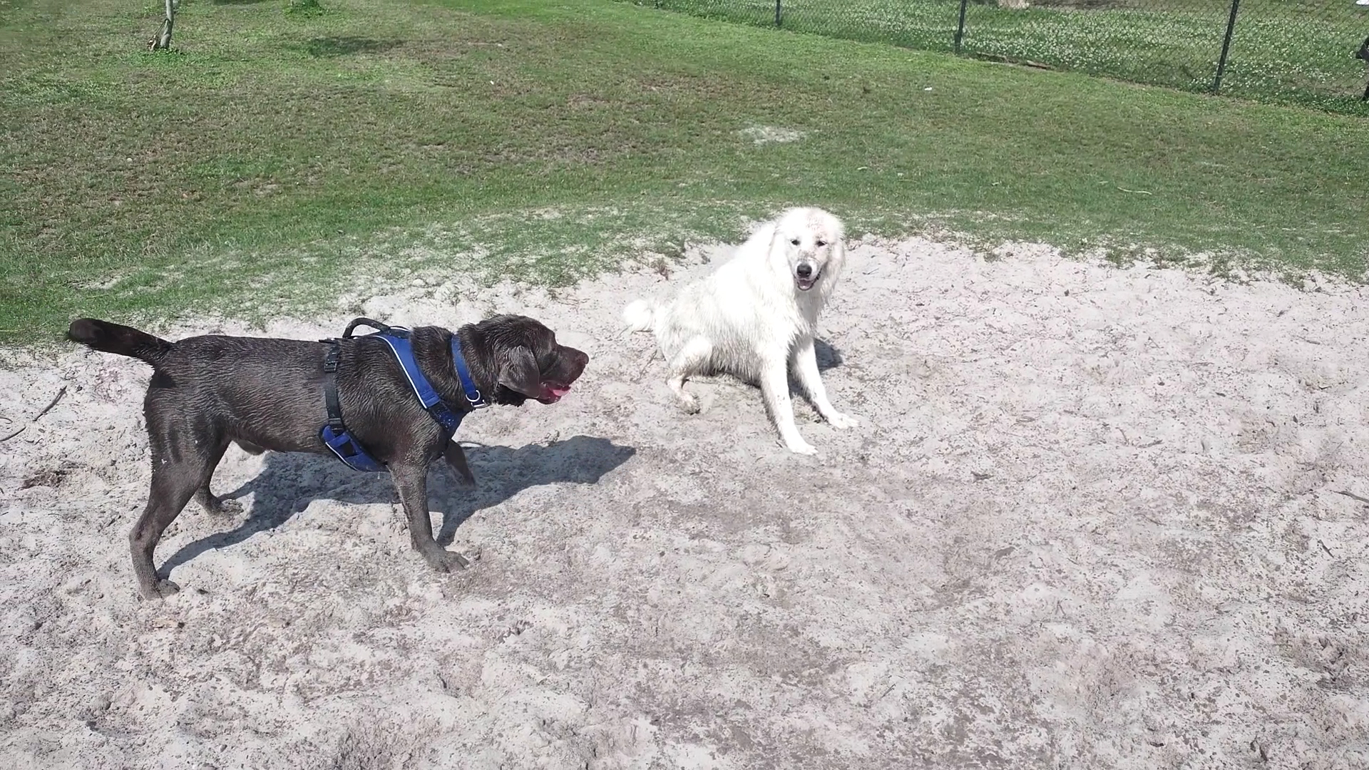 Liza Jackson Dog Park - Fort Walton Beach, FL