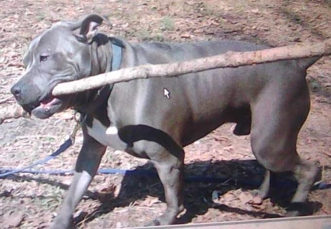 BrickHouse Kennels of Delaware - Frankford, DE