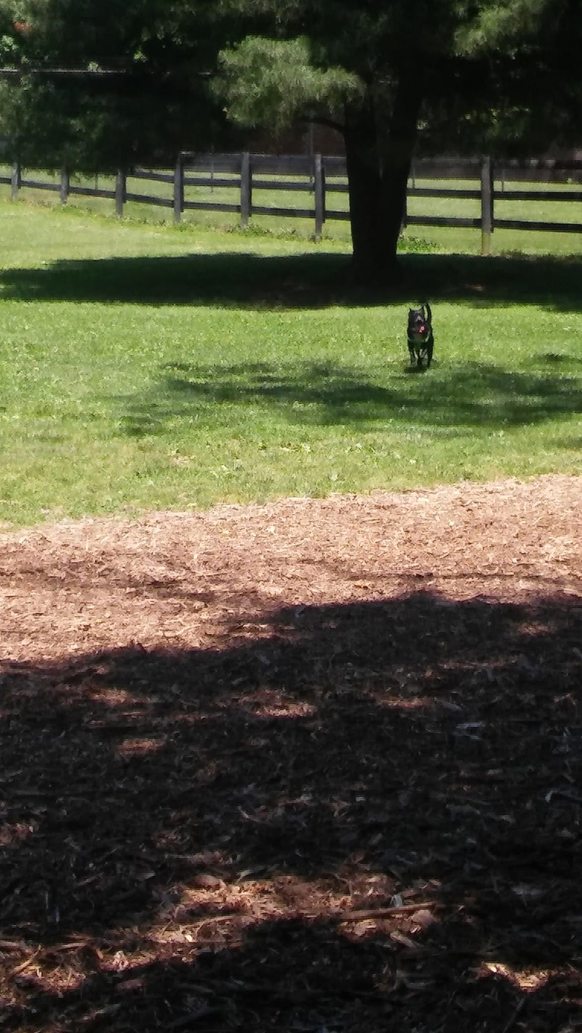 Bark Park - Frankfort, KY