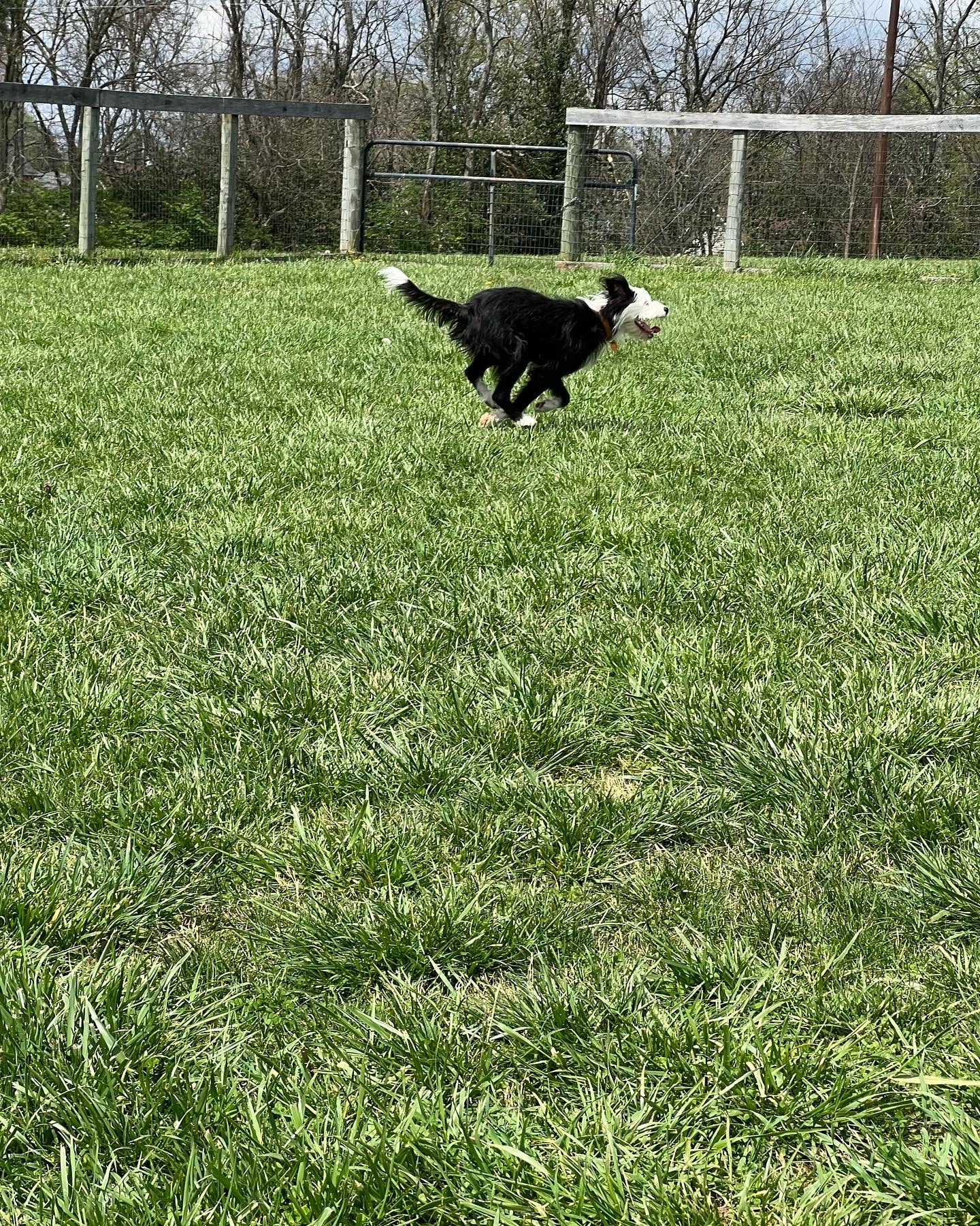 Lakeview dog park - Frankfort, KY