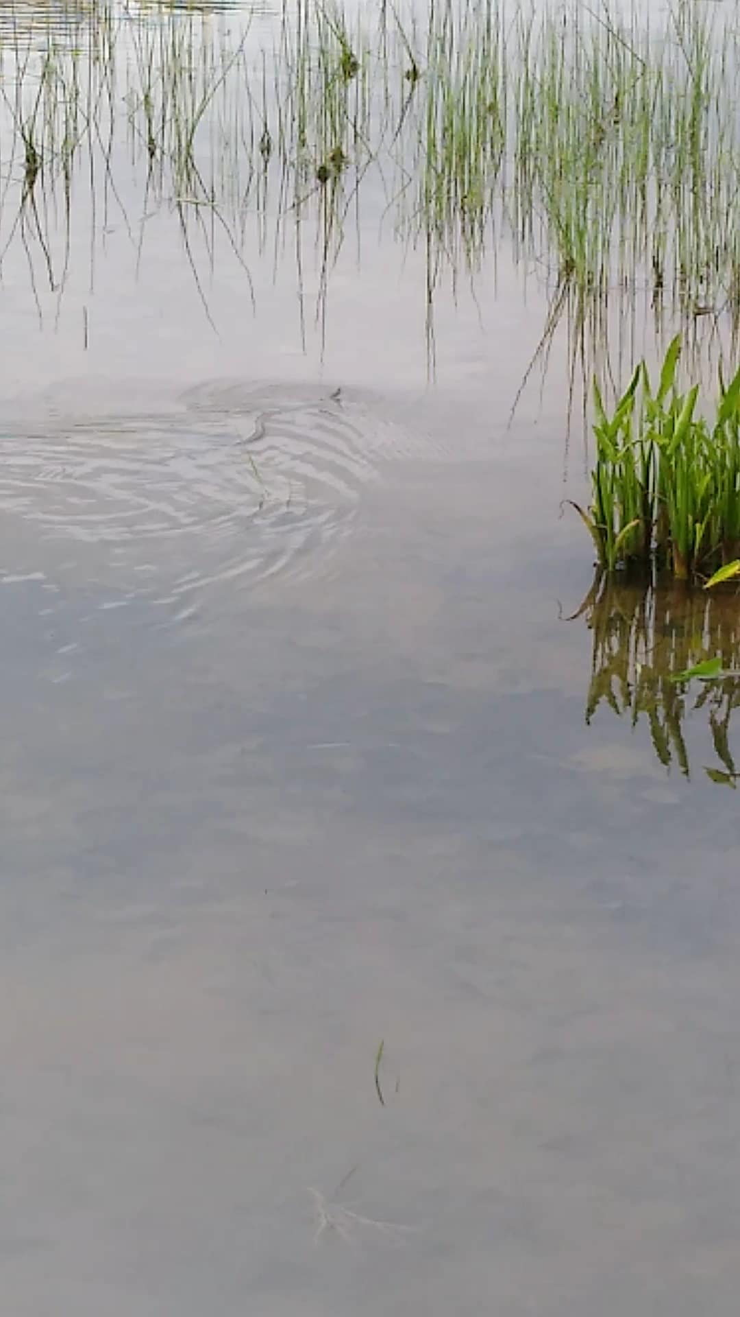 Two Mile Run County Park - Franklin, PA
