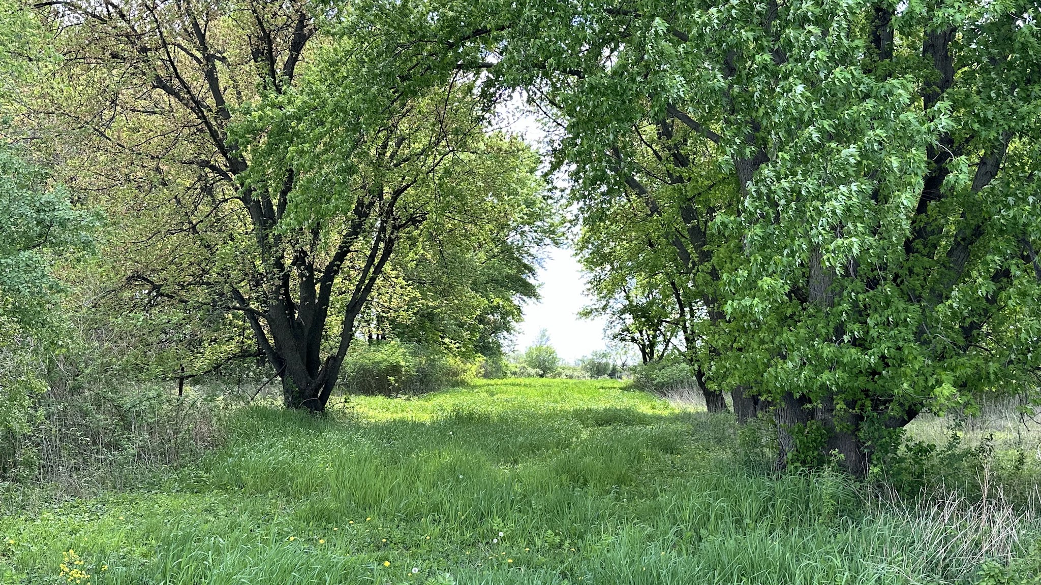 Schroeder Preserve - Fredericksburg, IA